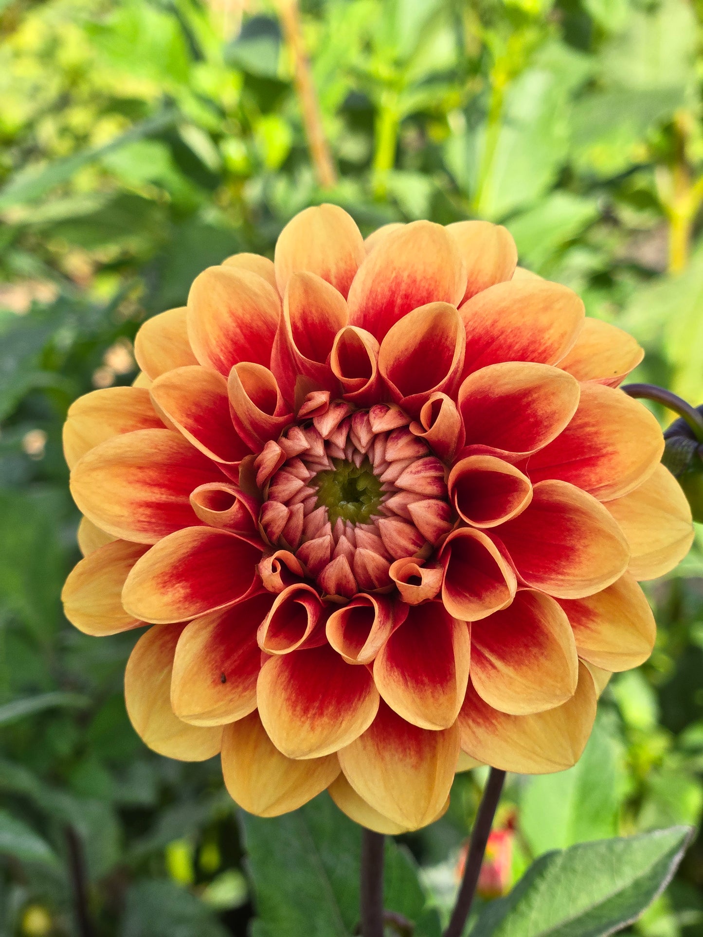 Orange-U-Glad
