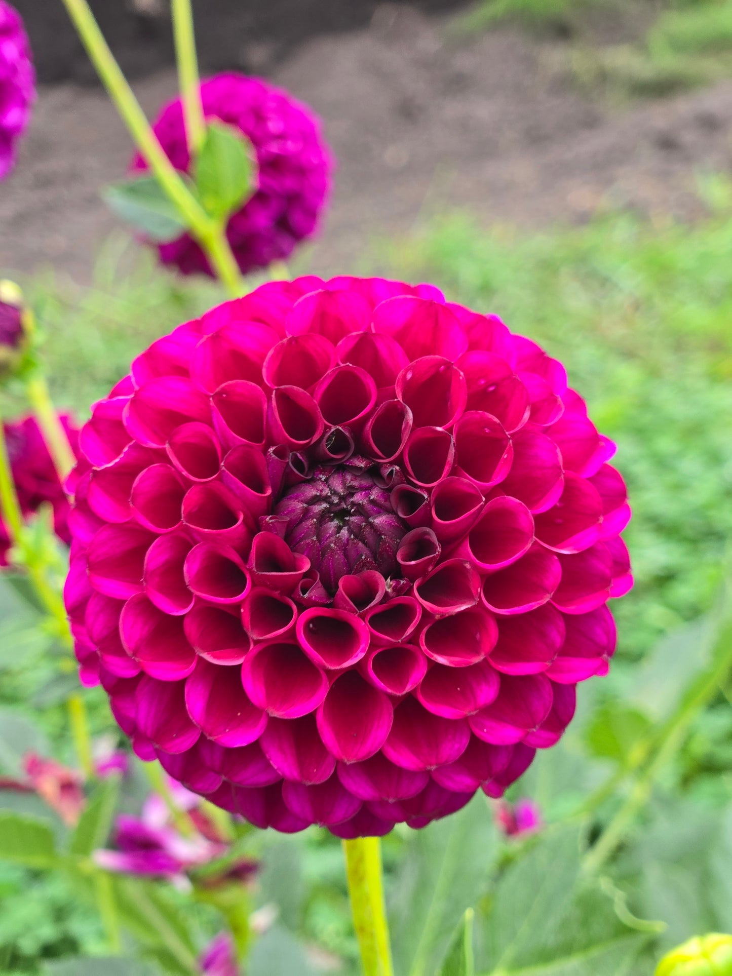 Ferncliff Black Cherry