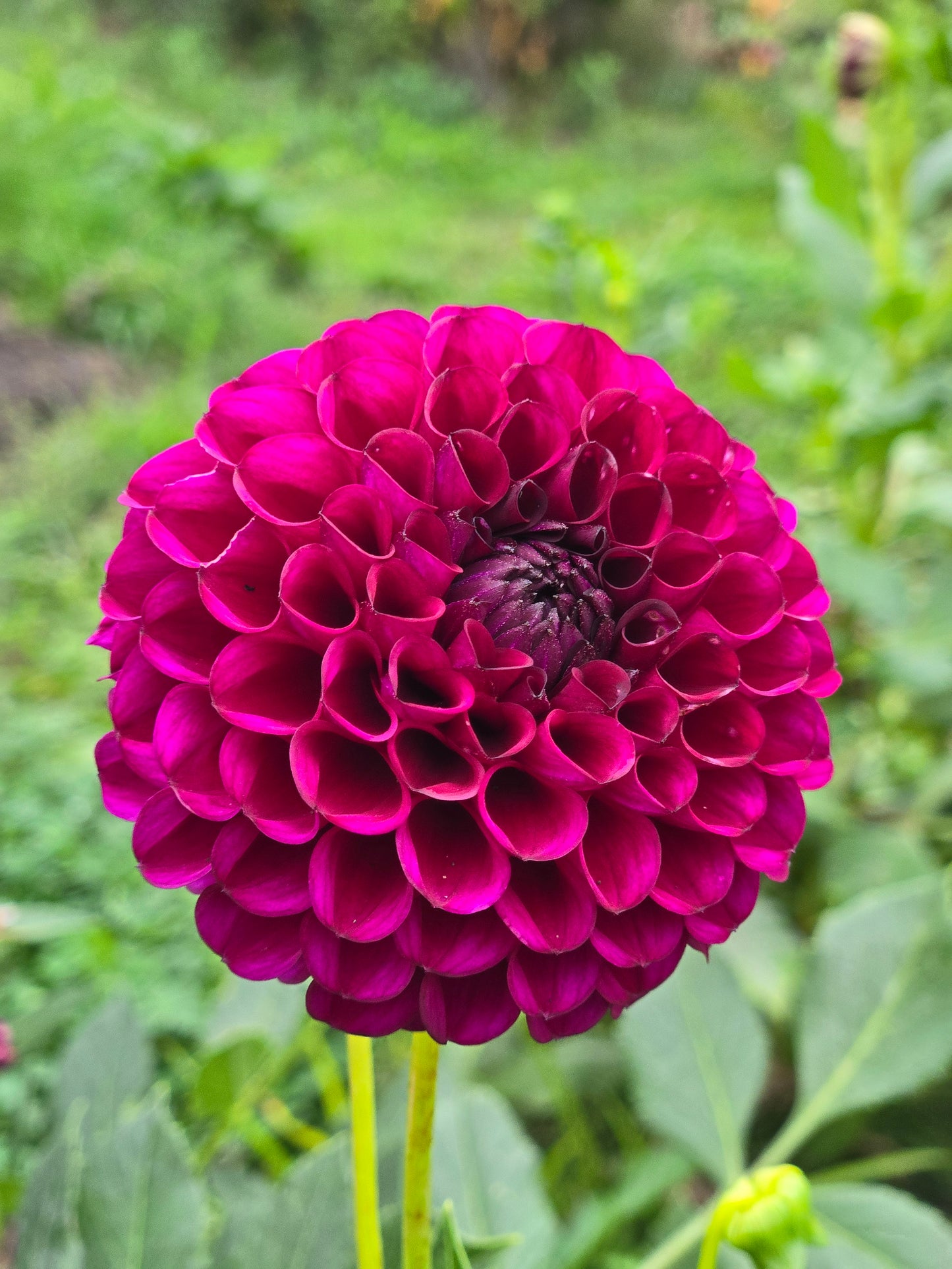 Ferncliff Black Cherry