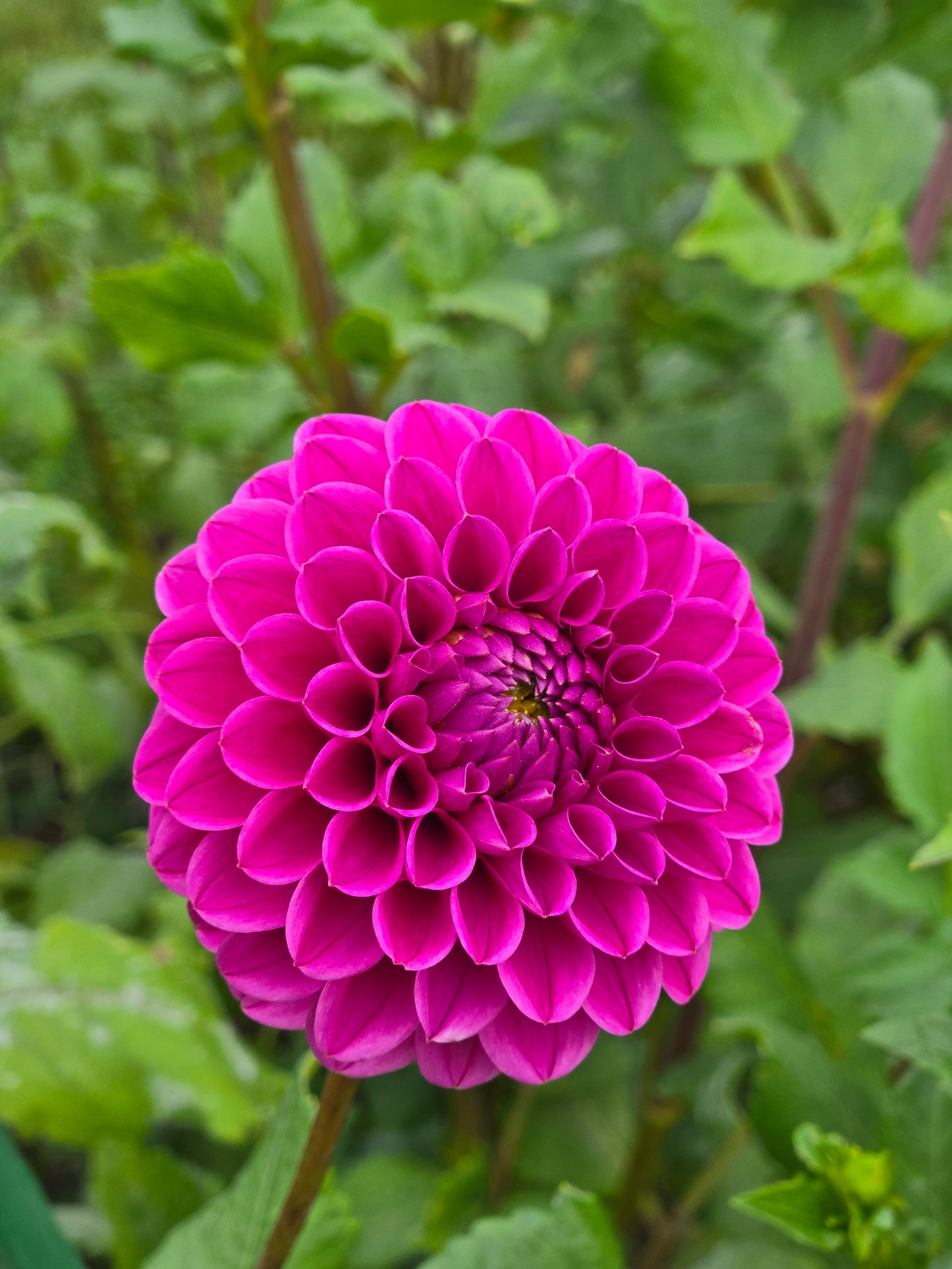 Mary's Jomanda