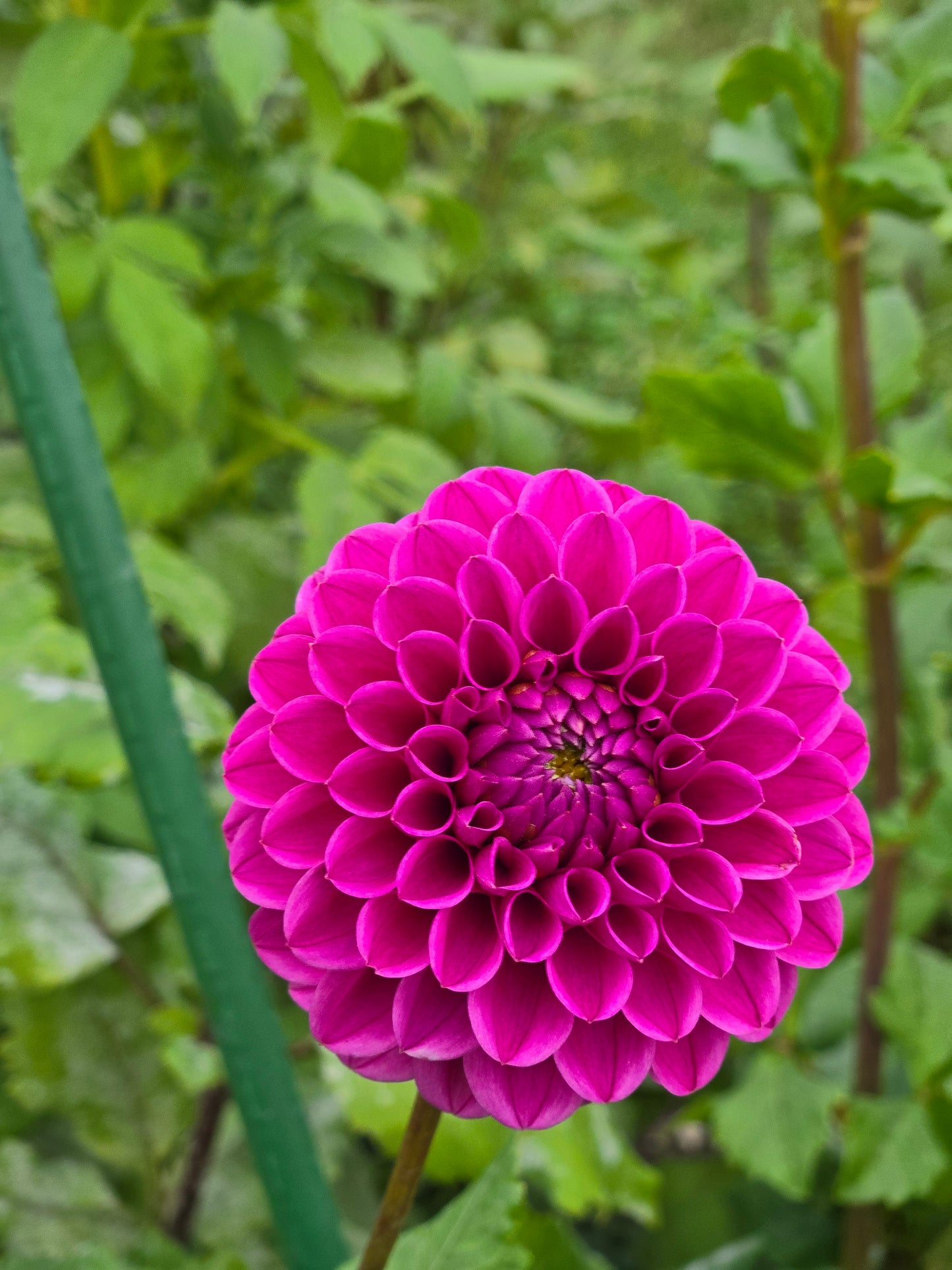 Mary's Jomanda