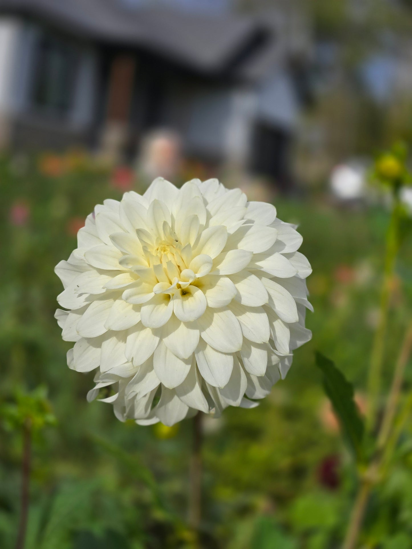 Skipley Frost
