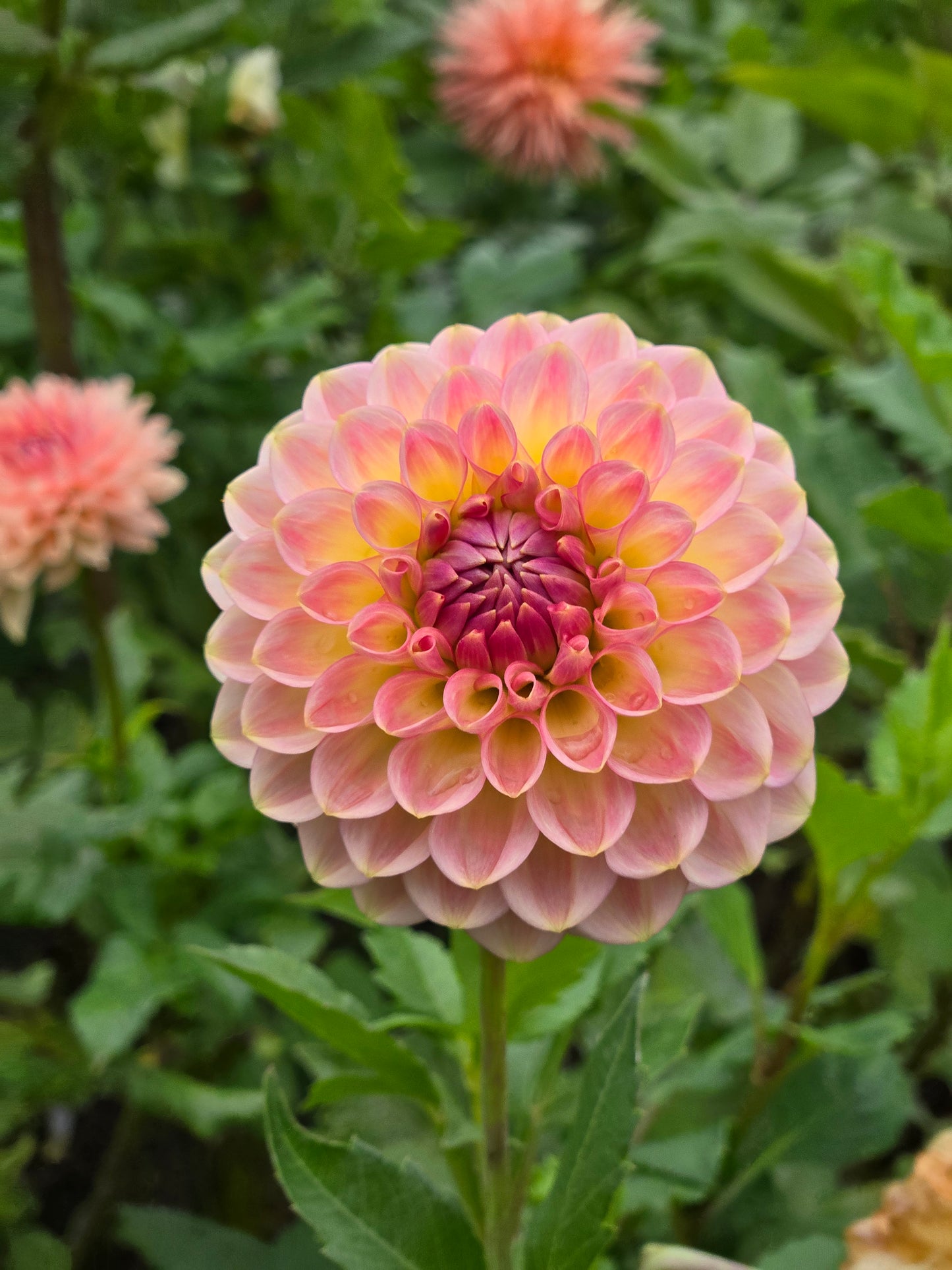 20th Ave Softer Peach