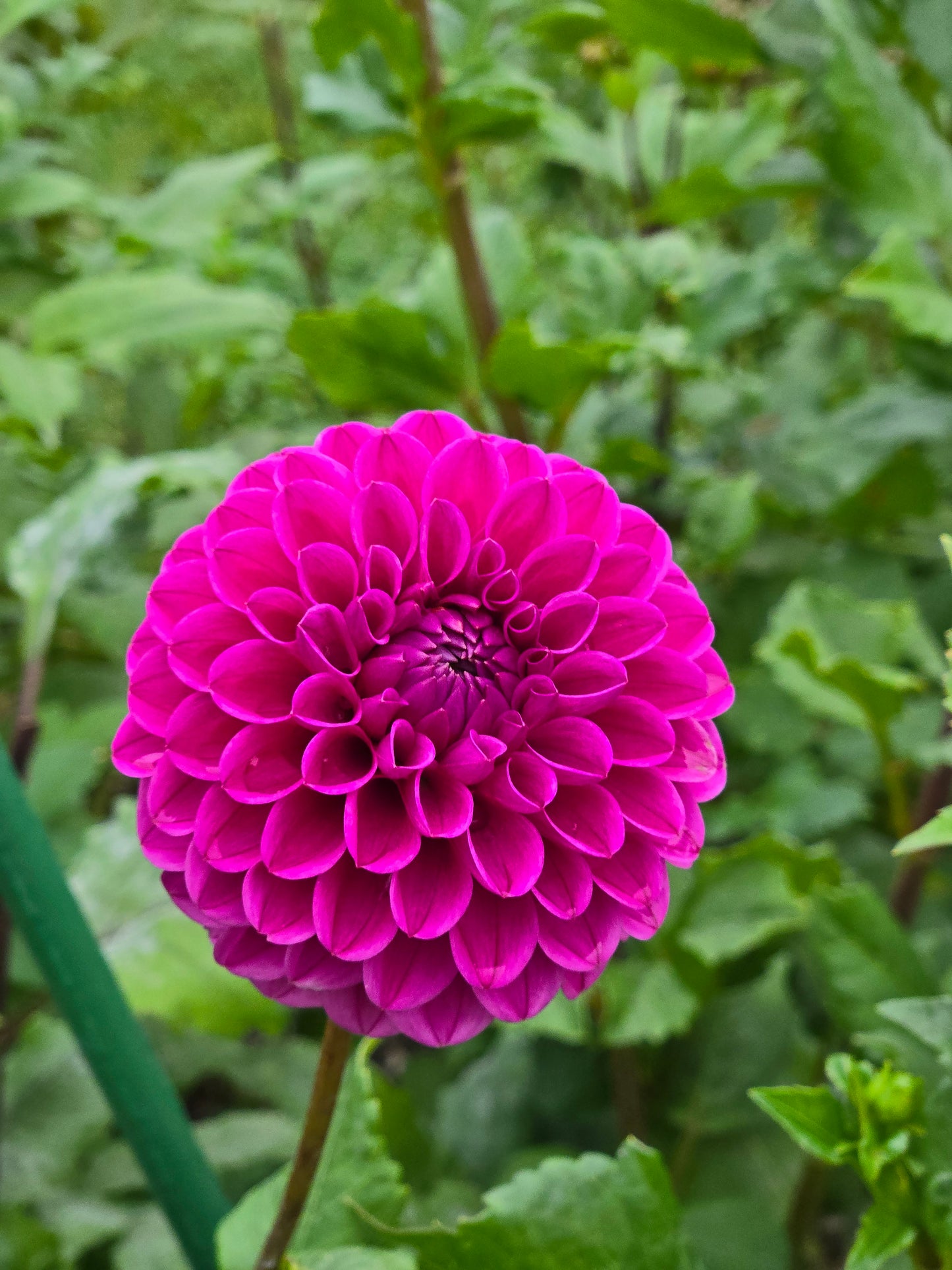 Mary's Jomanda