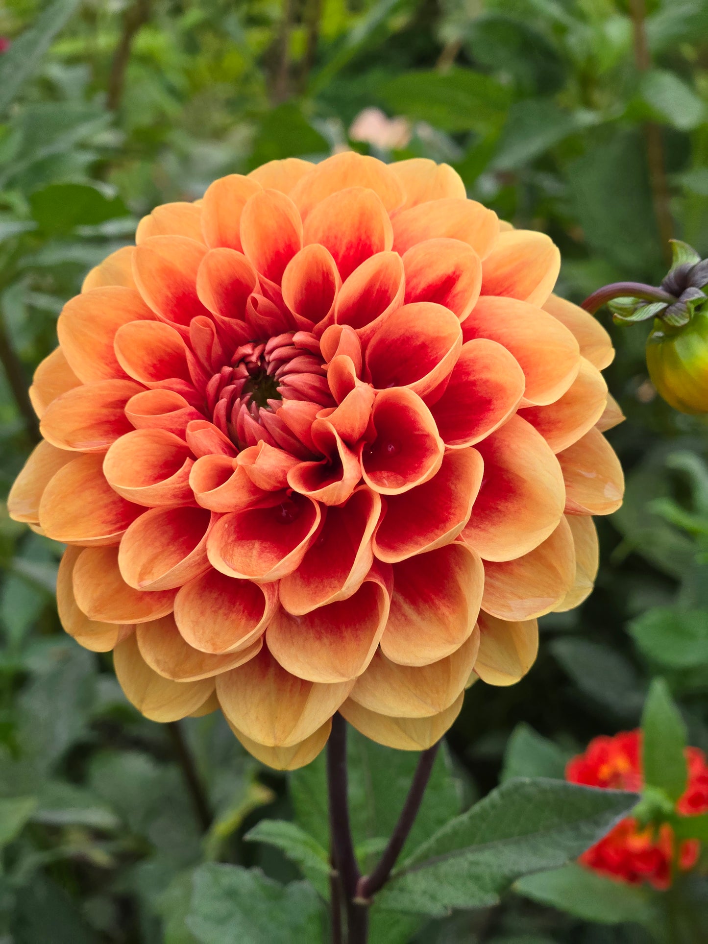 Orange-U-Glad