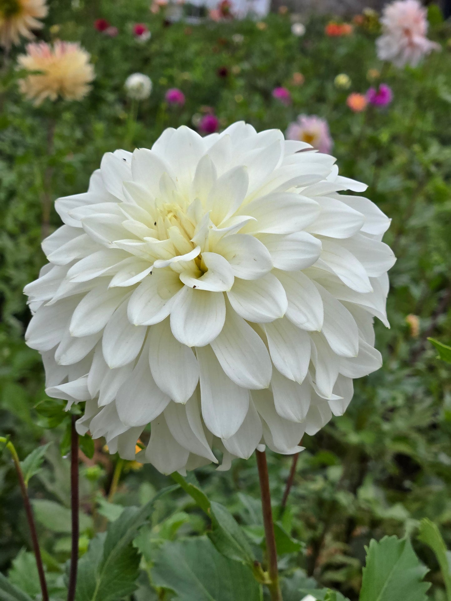Skipley Frost