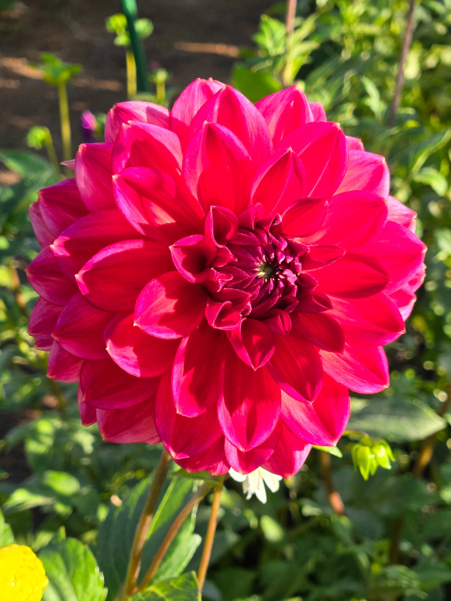 Skeena Rosie - small (discounted)