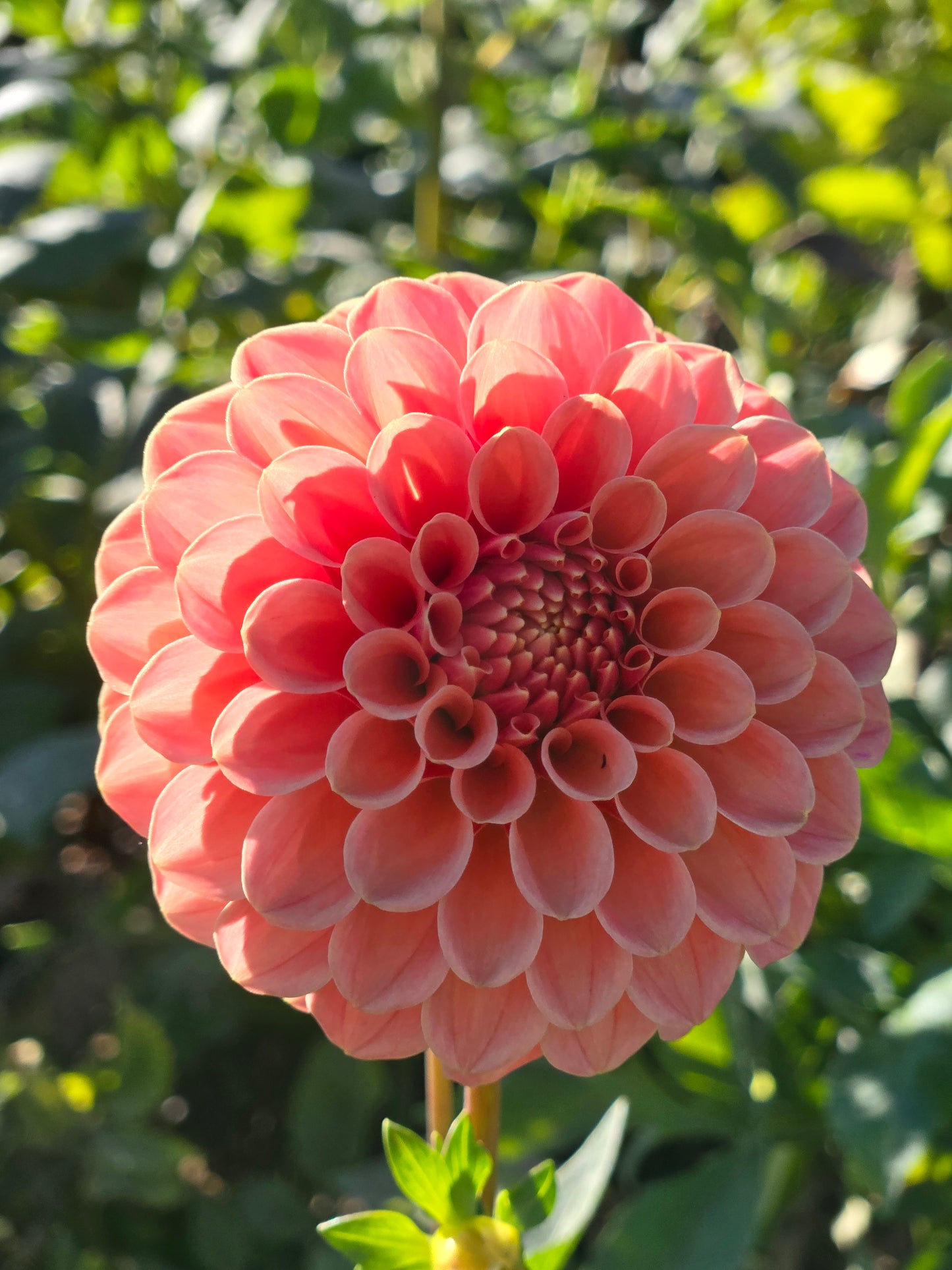 Rose Toscano