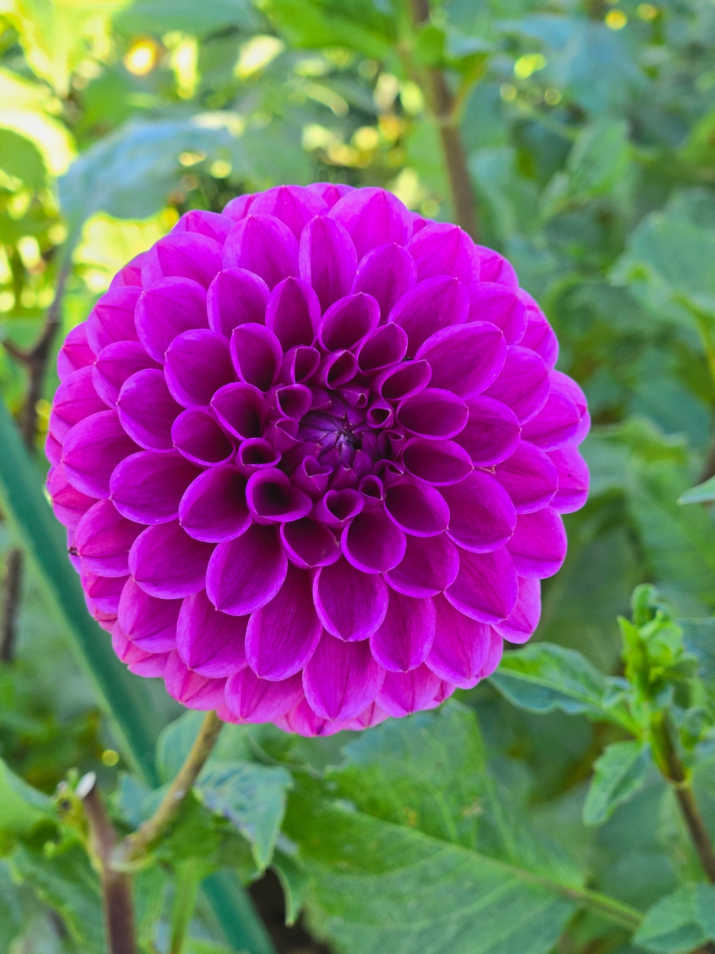 Mary's Jomanda