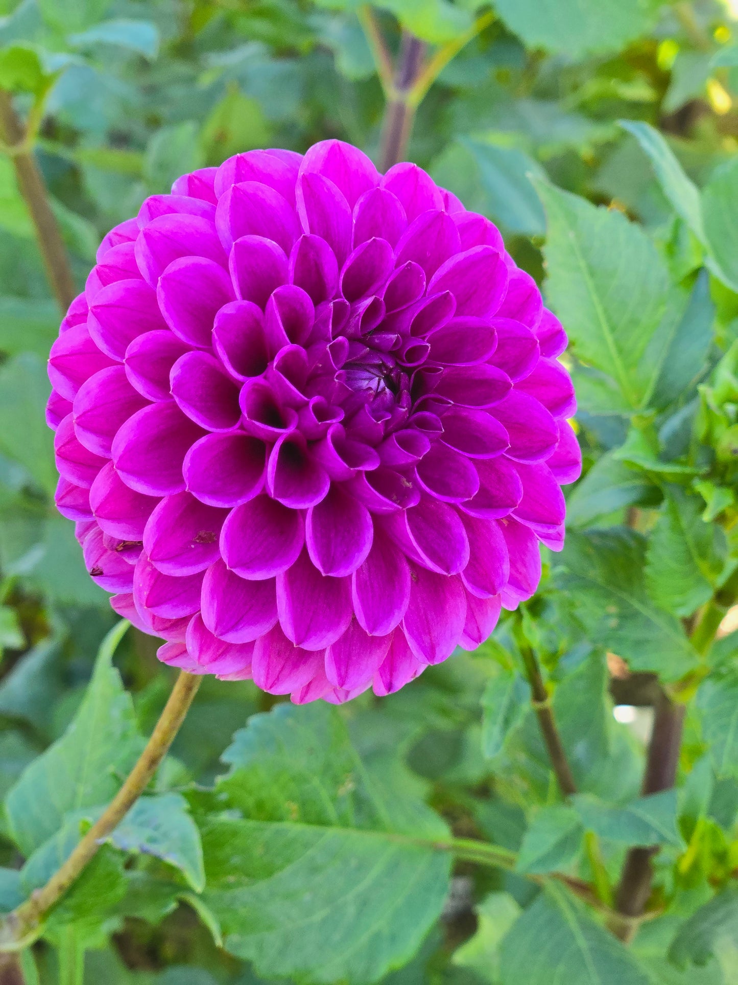 Mary's Jomanda