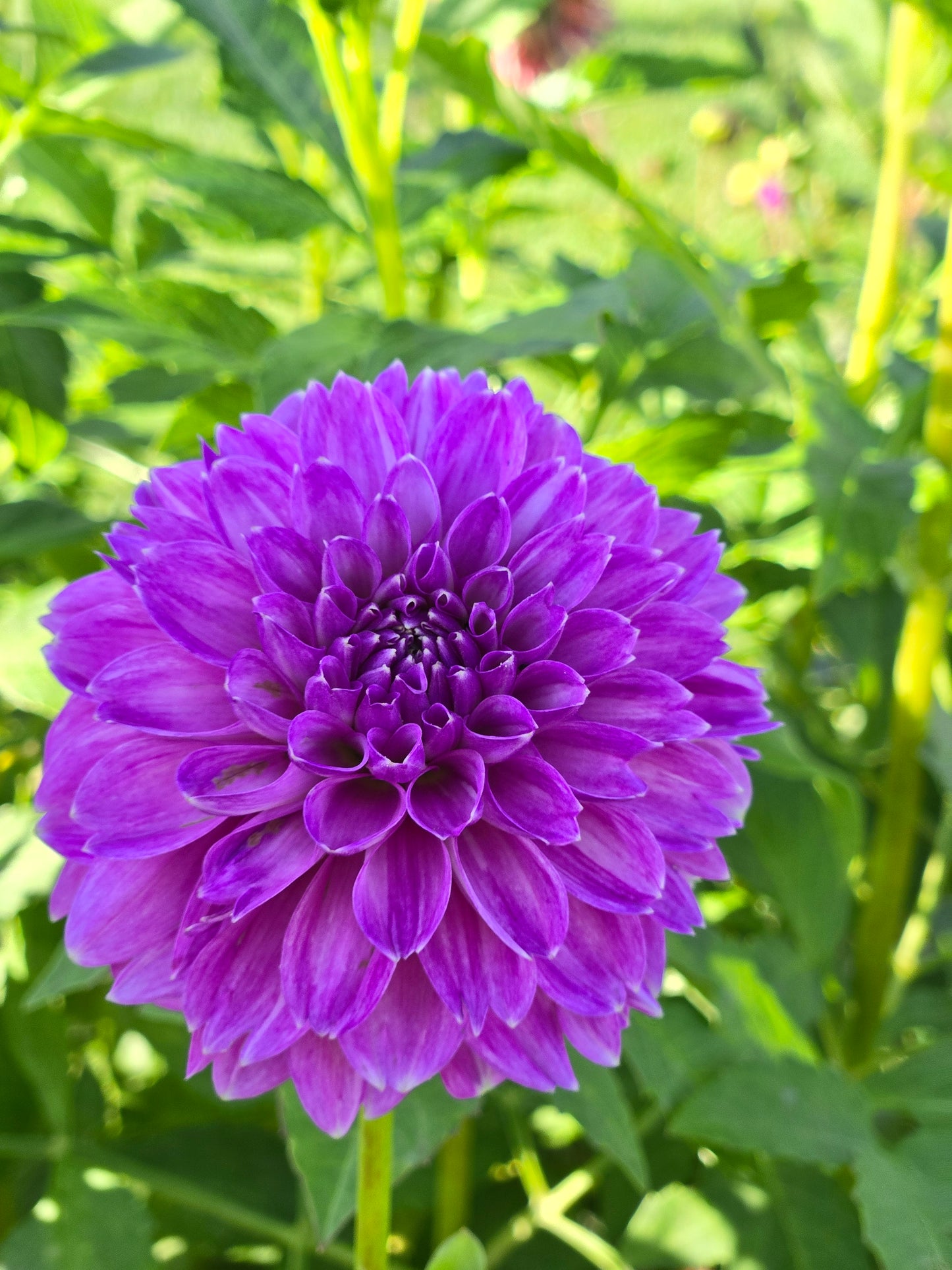 WD Lavender Lady