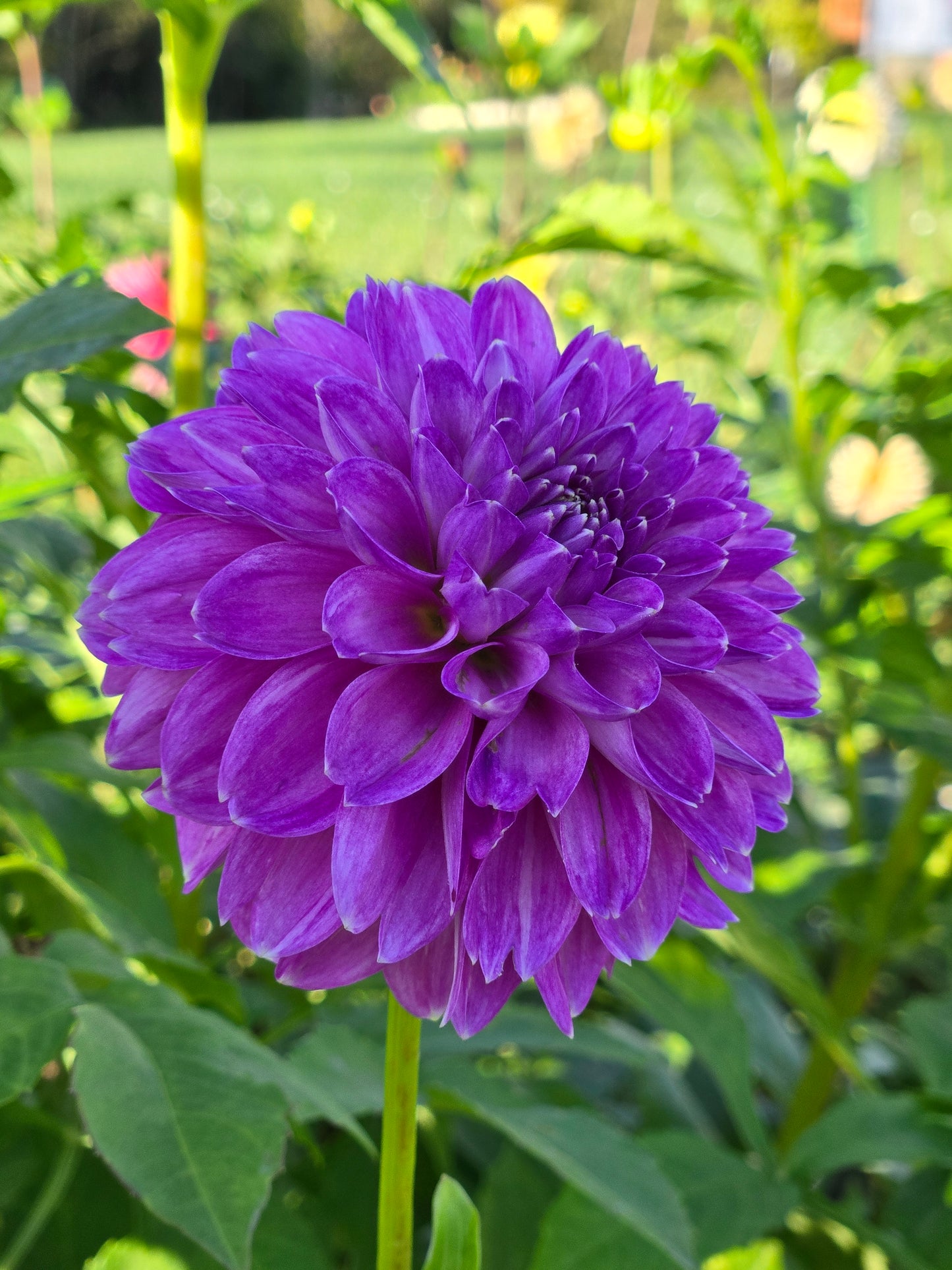 WD Lavender Lady