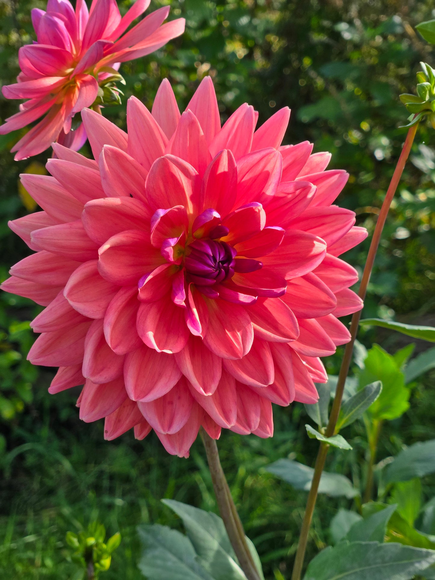 Dutch Pearl