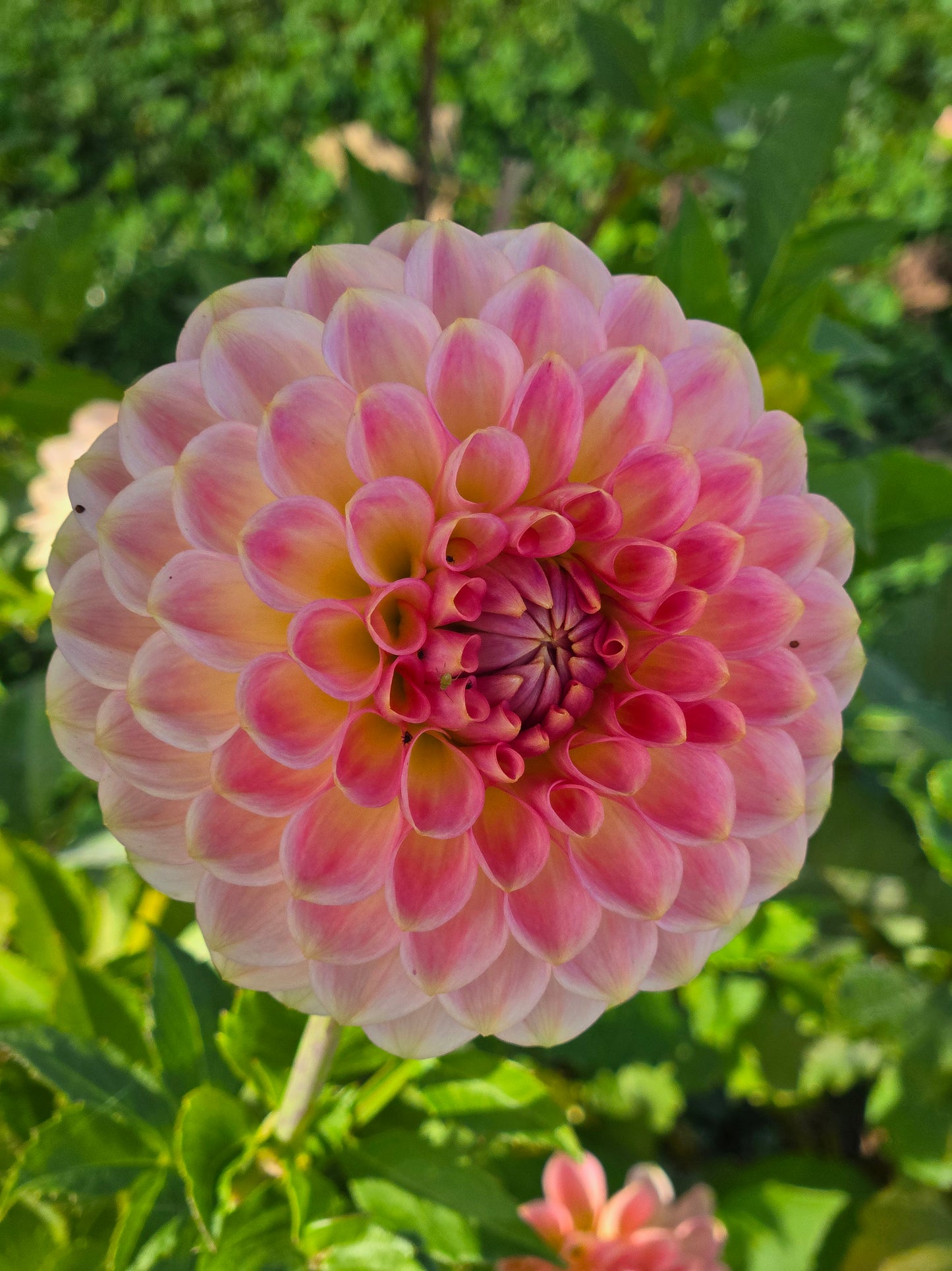 20th Ave Softer Peach