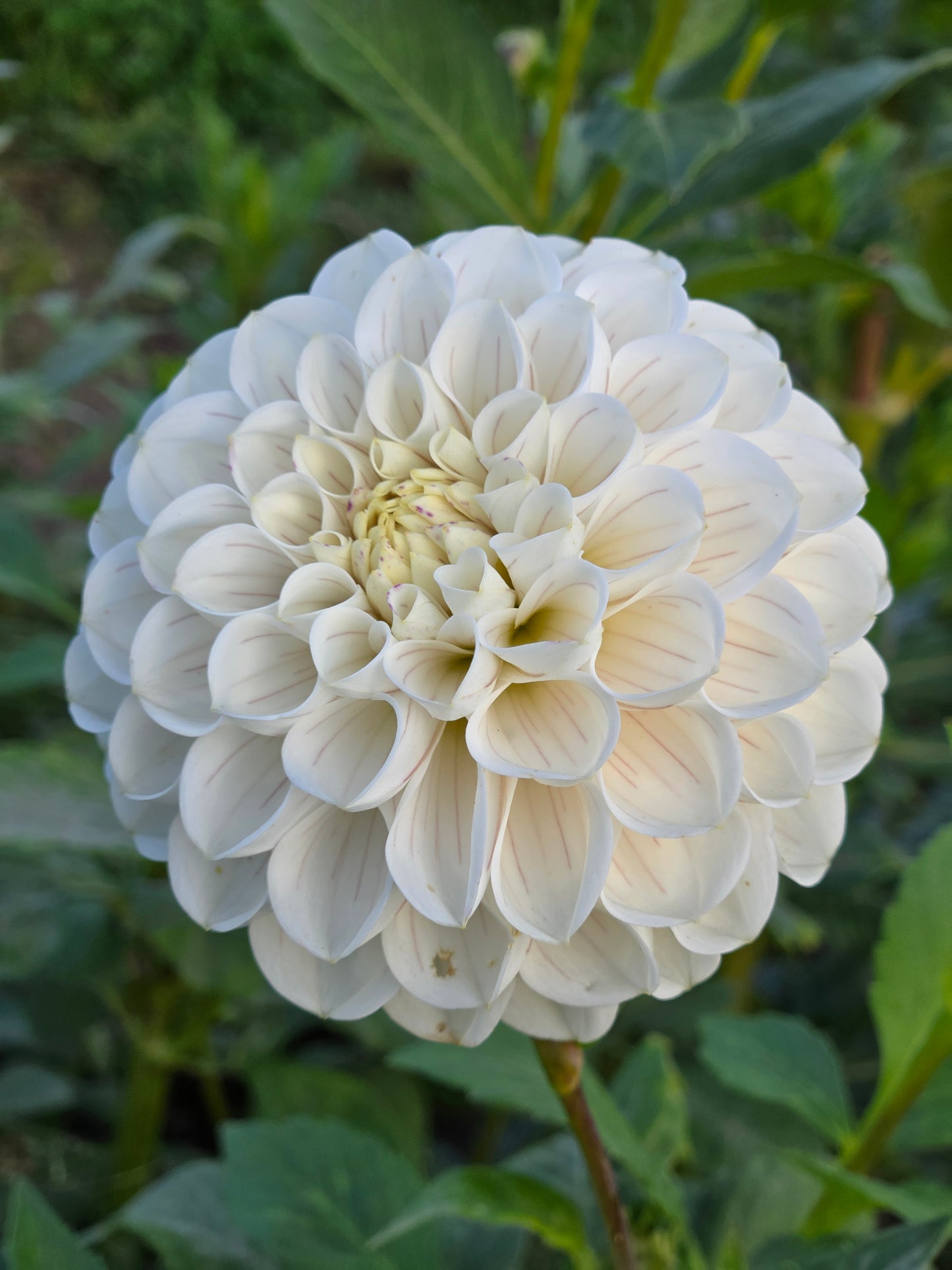 Ferncliff Bride