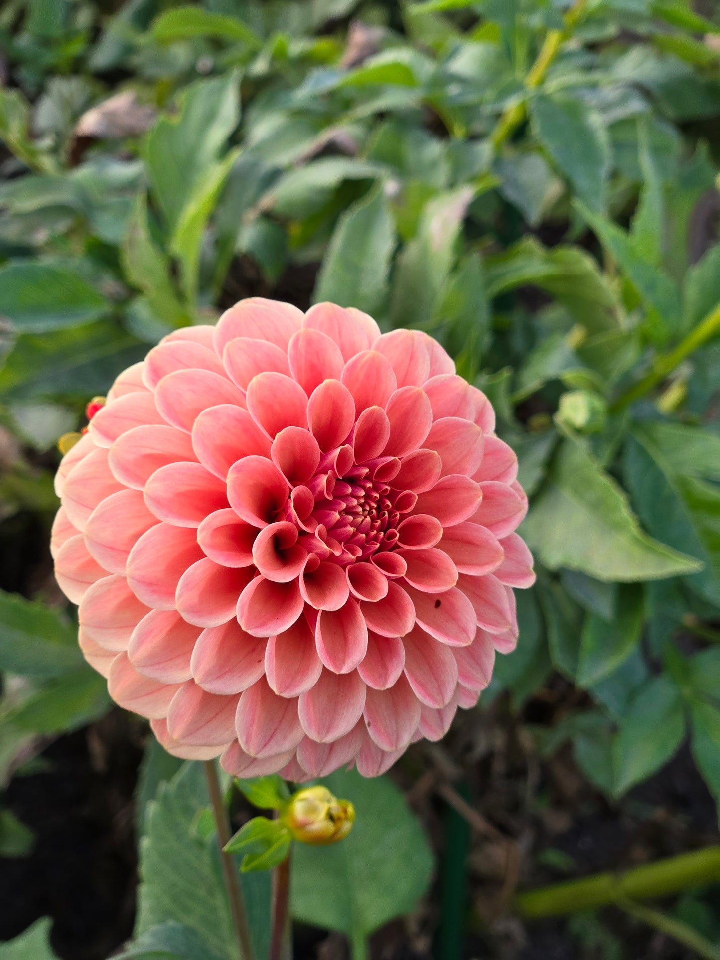 Rose Toscano