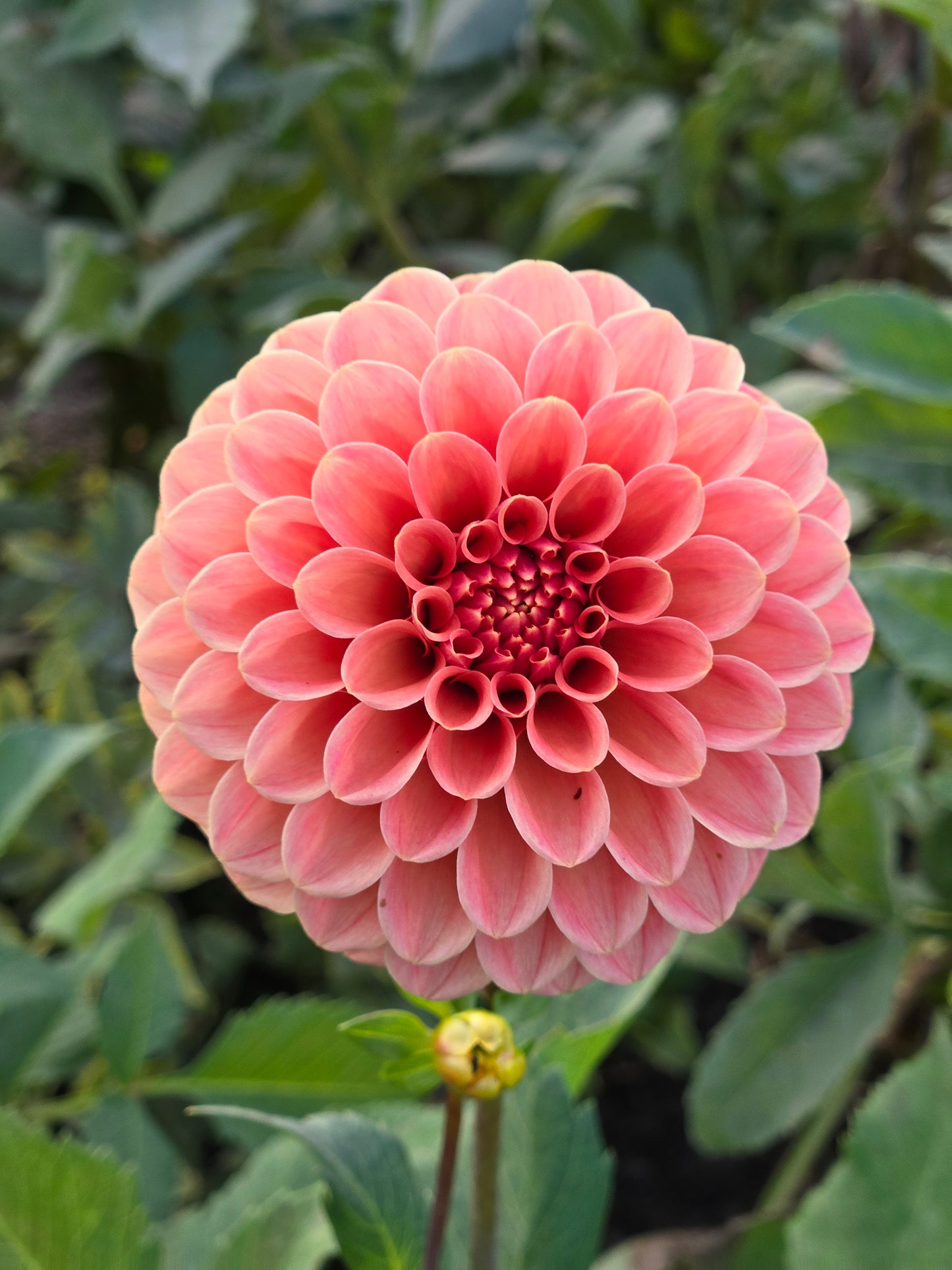 Rose Toscano