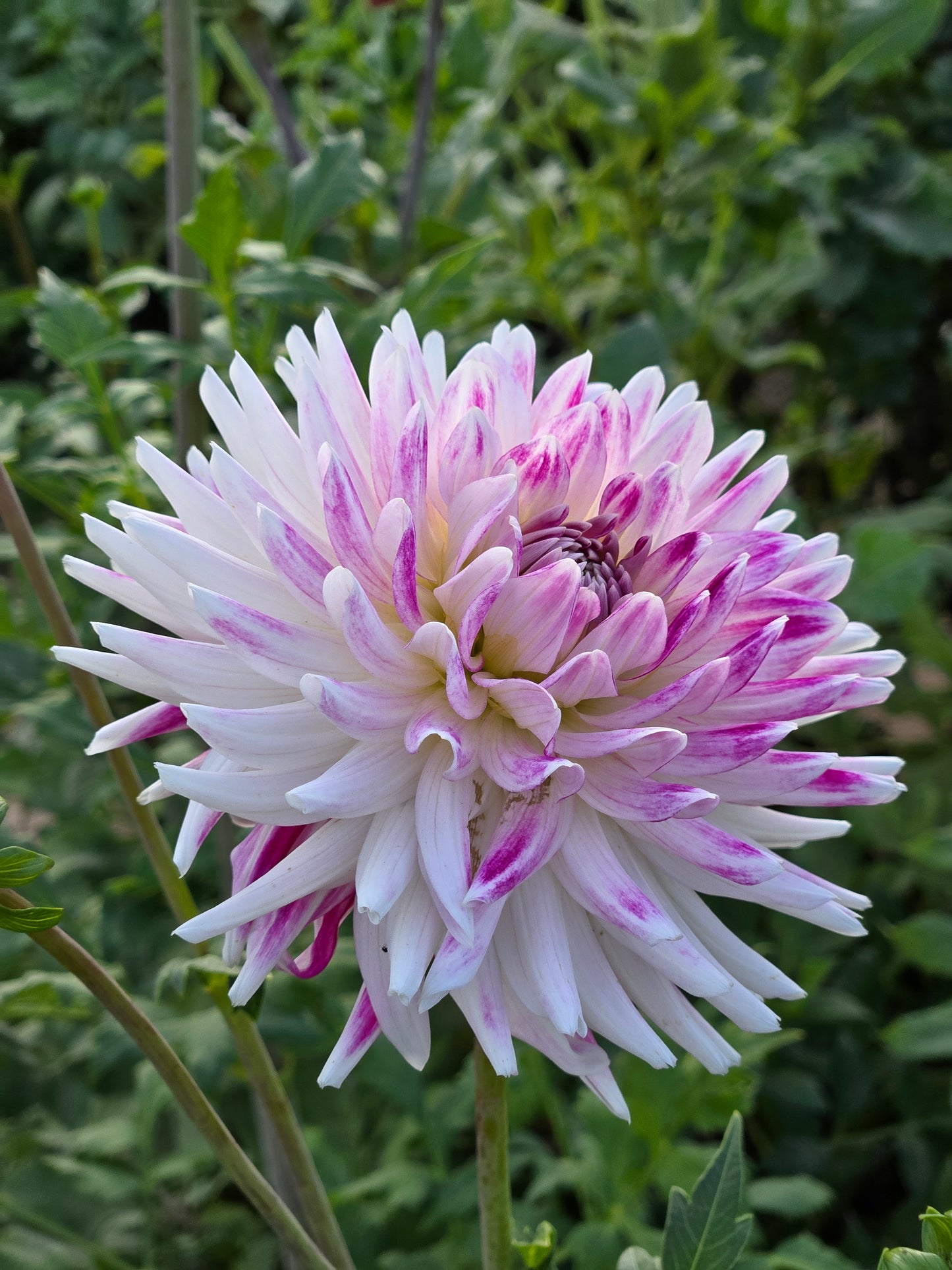 Verkist Peppermint