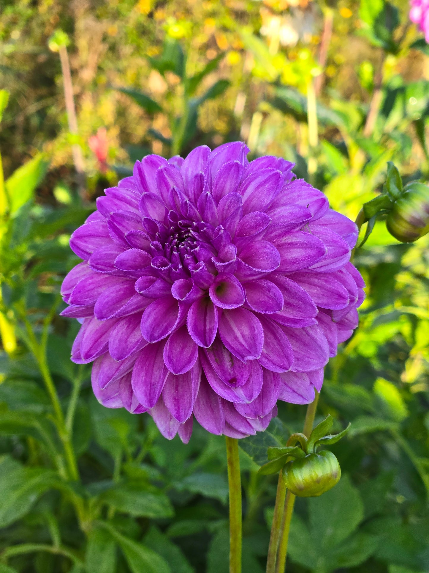 WD Lavender Lady