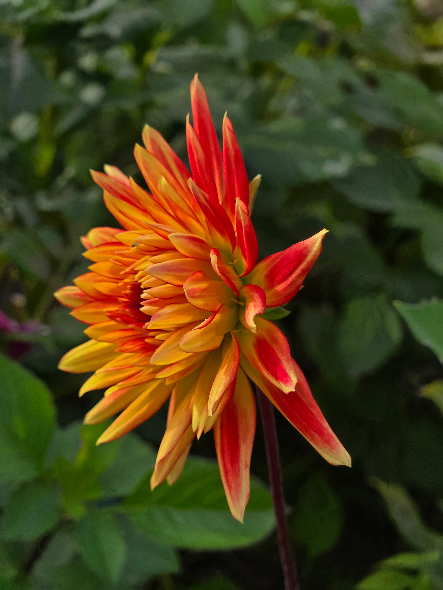 Tahoma Orange Slice