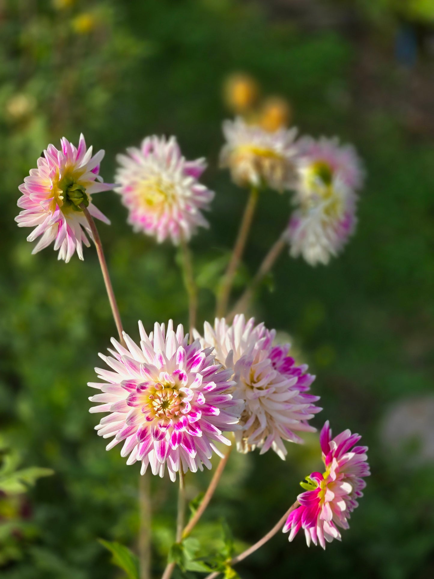 Verkist Peppermint
