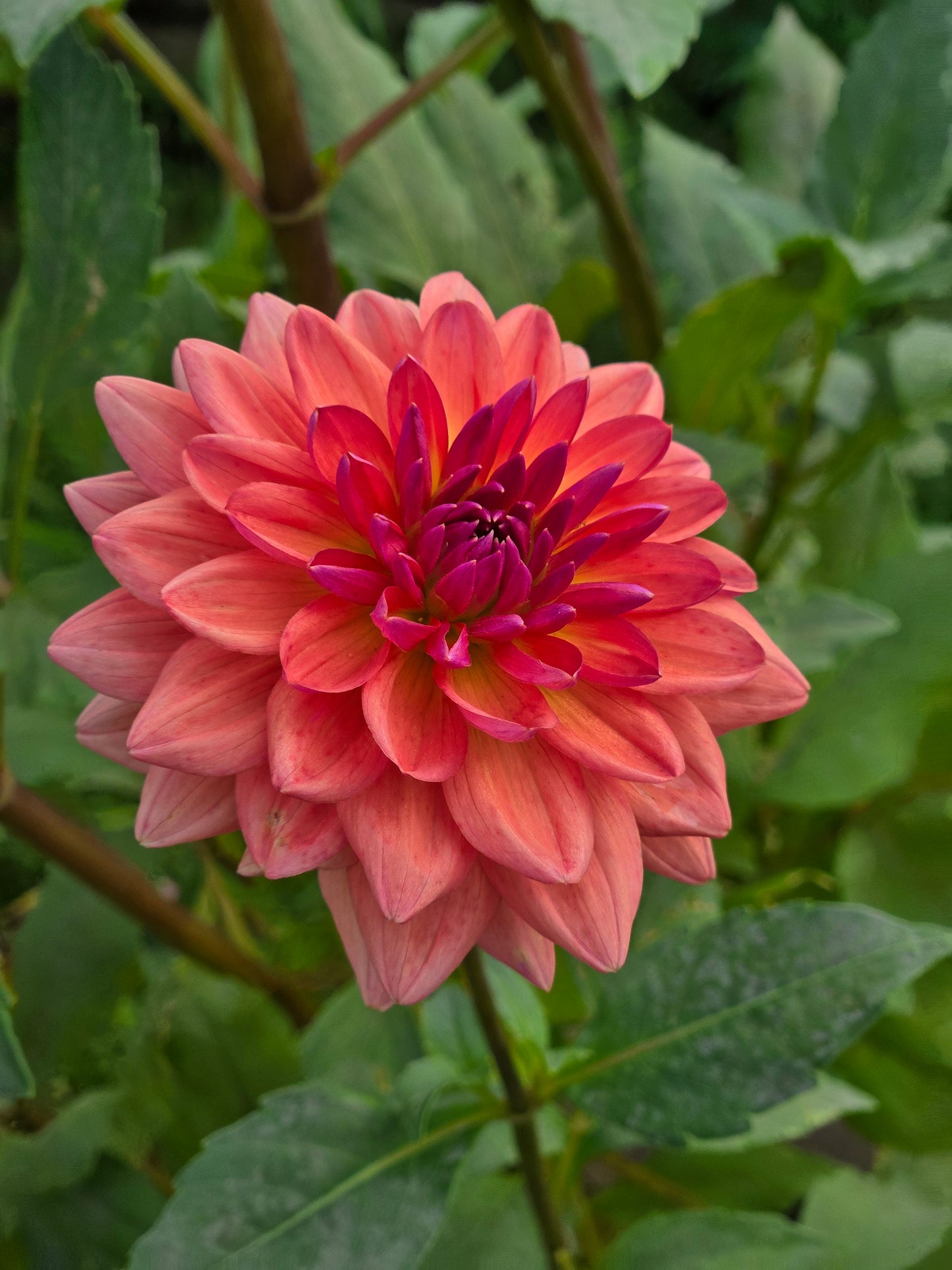 Dutch Pearl