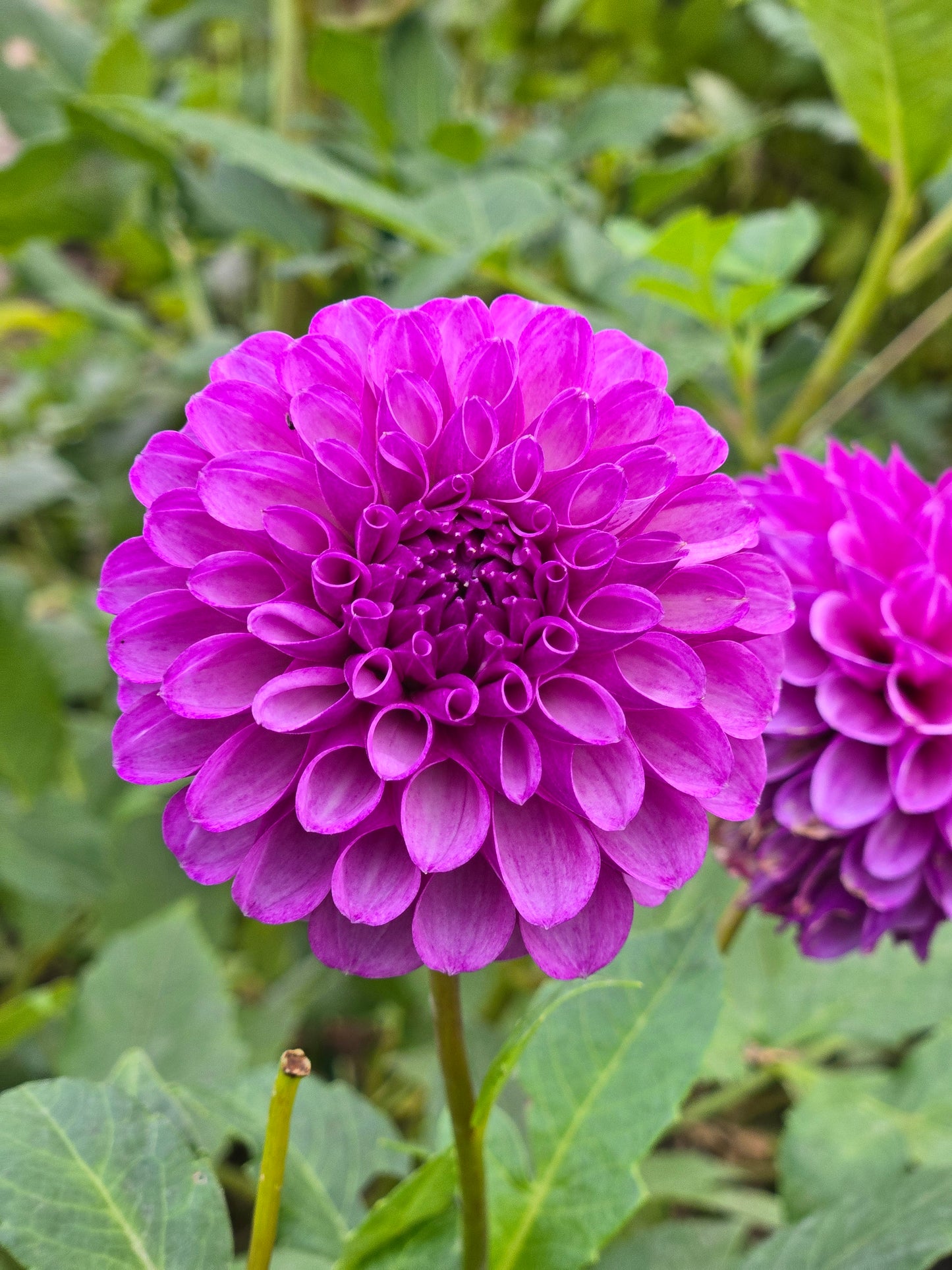 Robann Royal