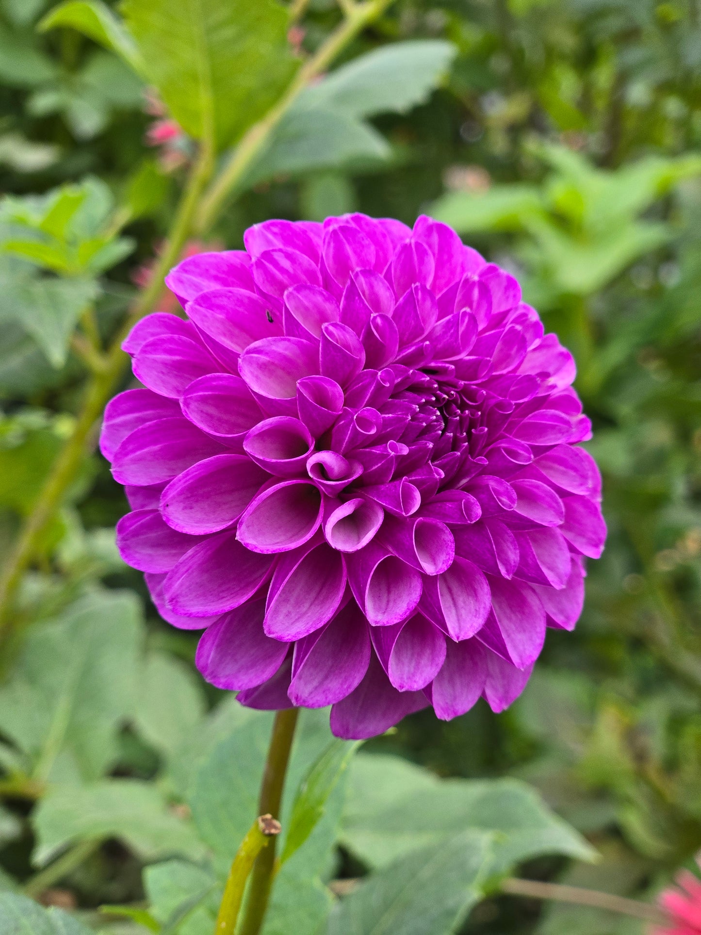 Robann Royal