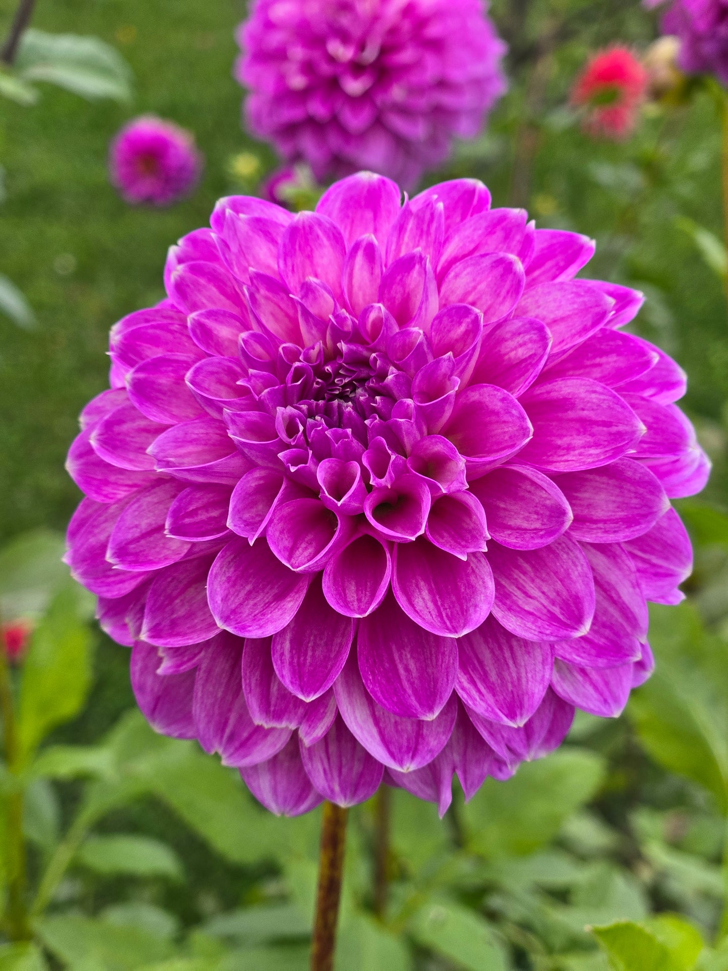 WD Lavender Lady