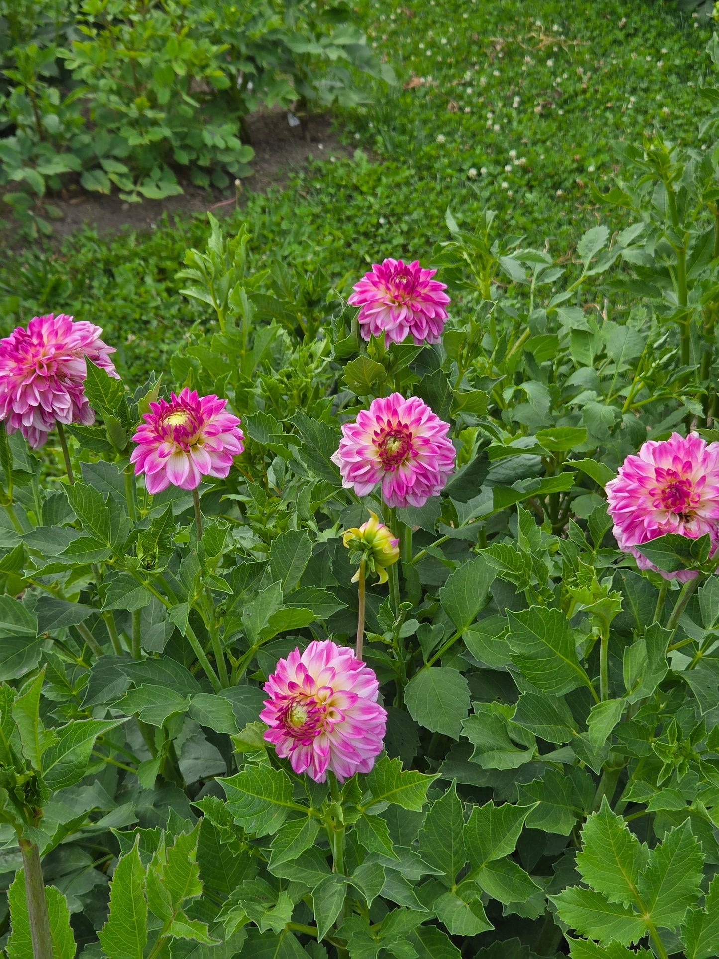 Bowser Pink Point