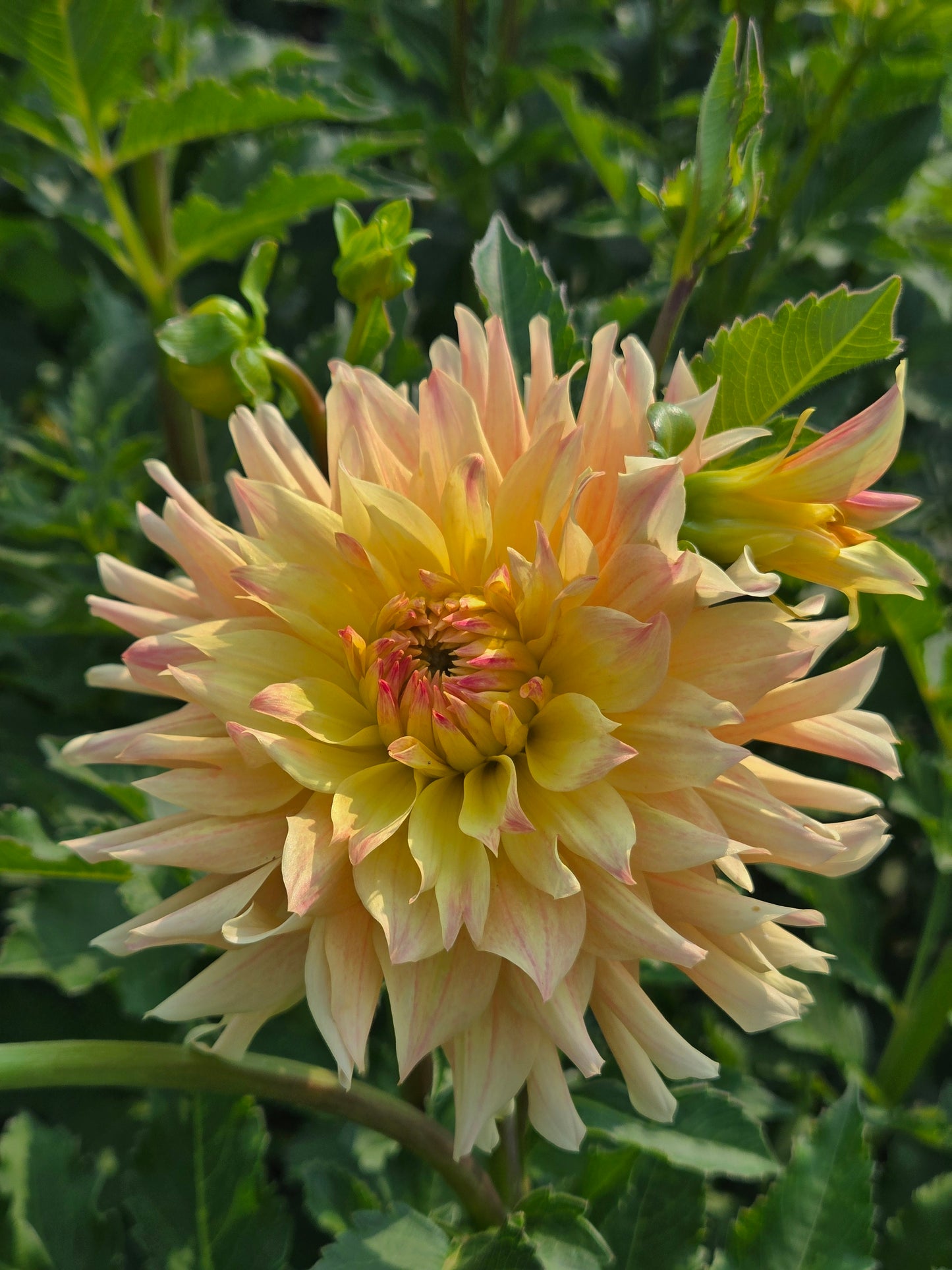 Meadows Sunshine