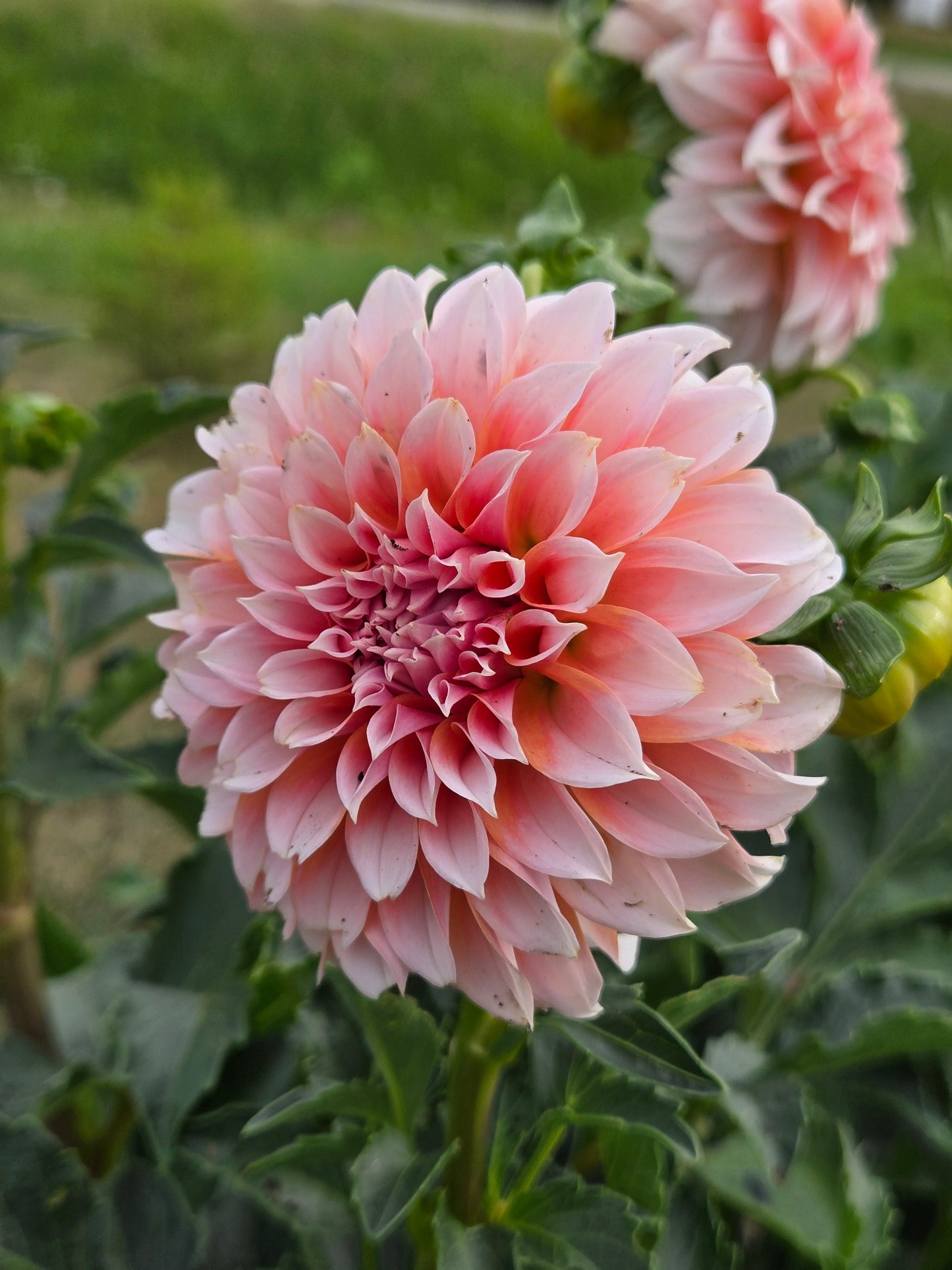 Bell's Otago - small