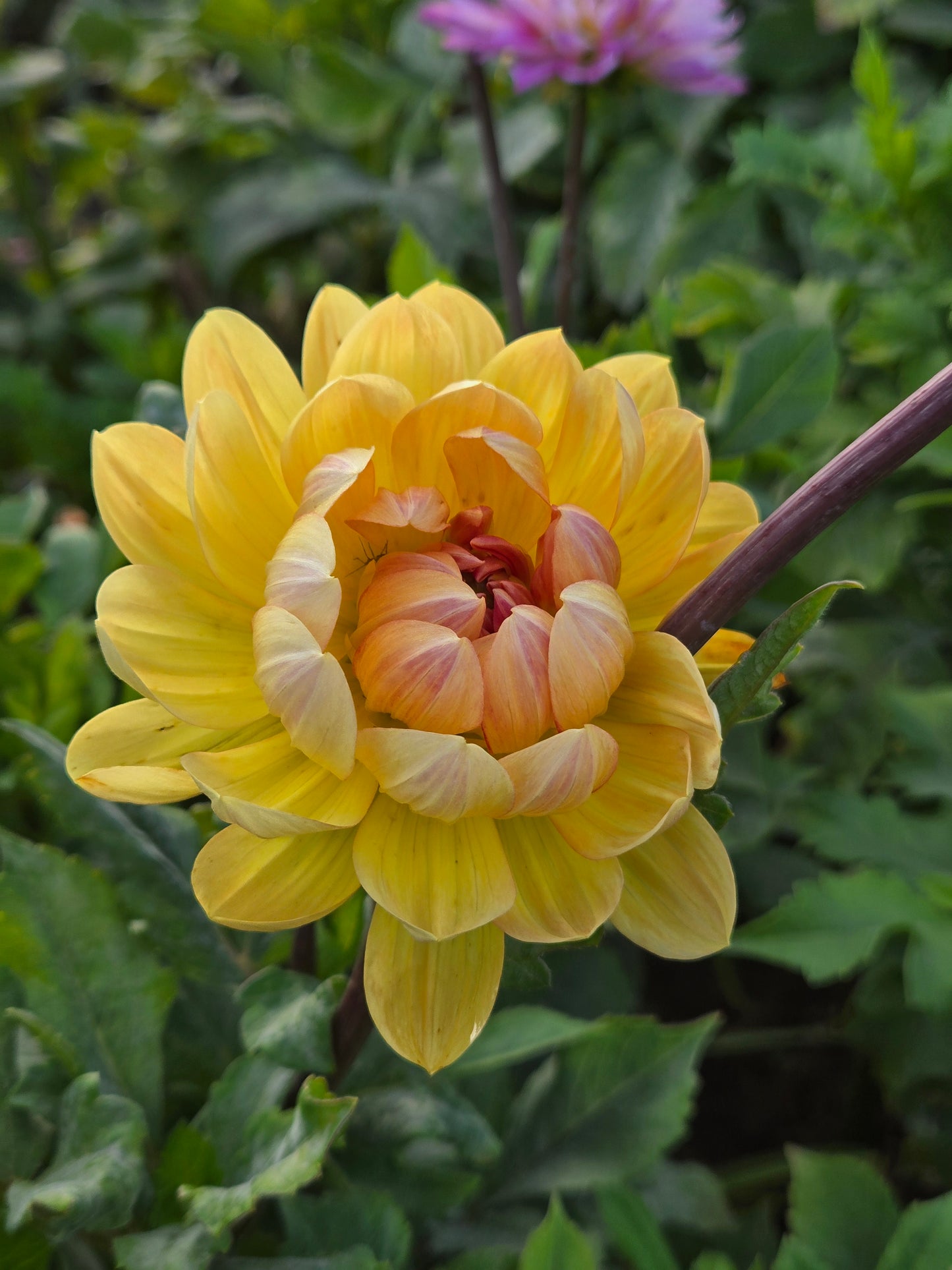 Hollyhill Honeygold