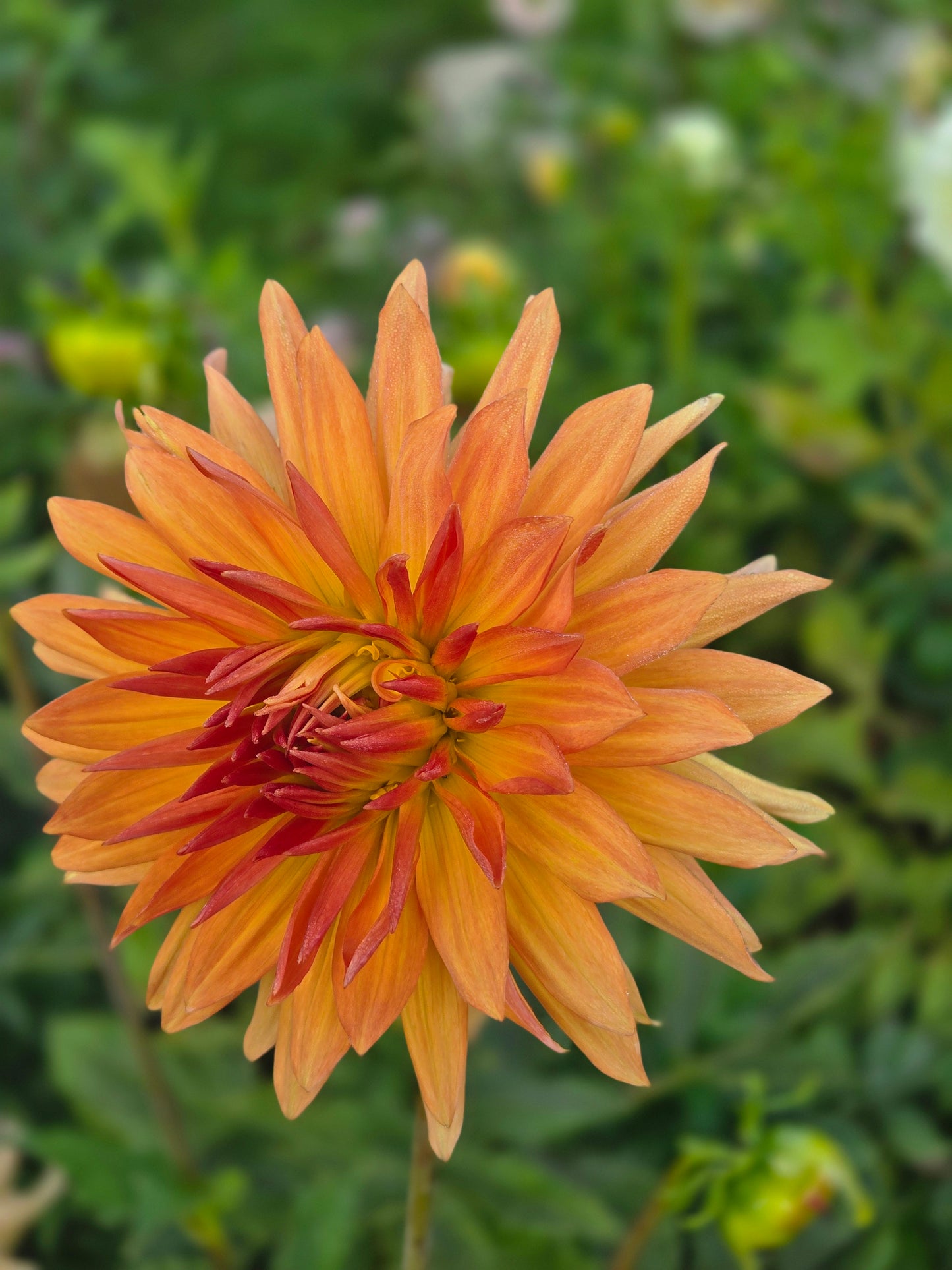 Bloomquist Celestial