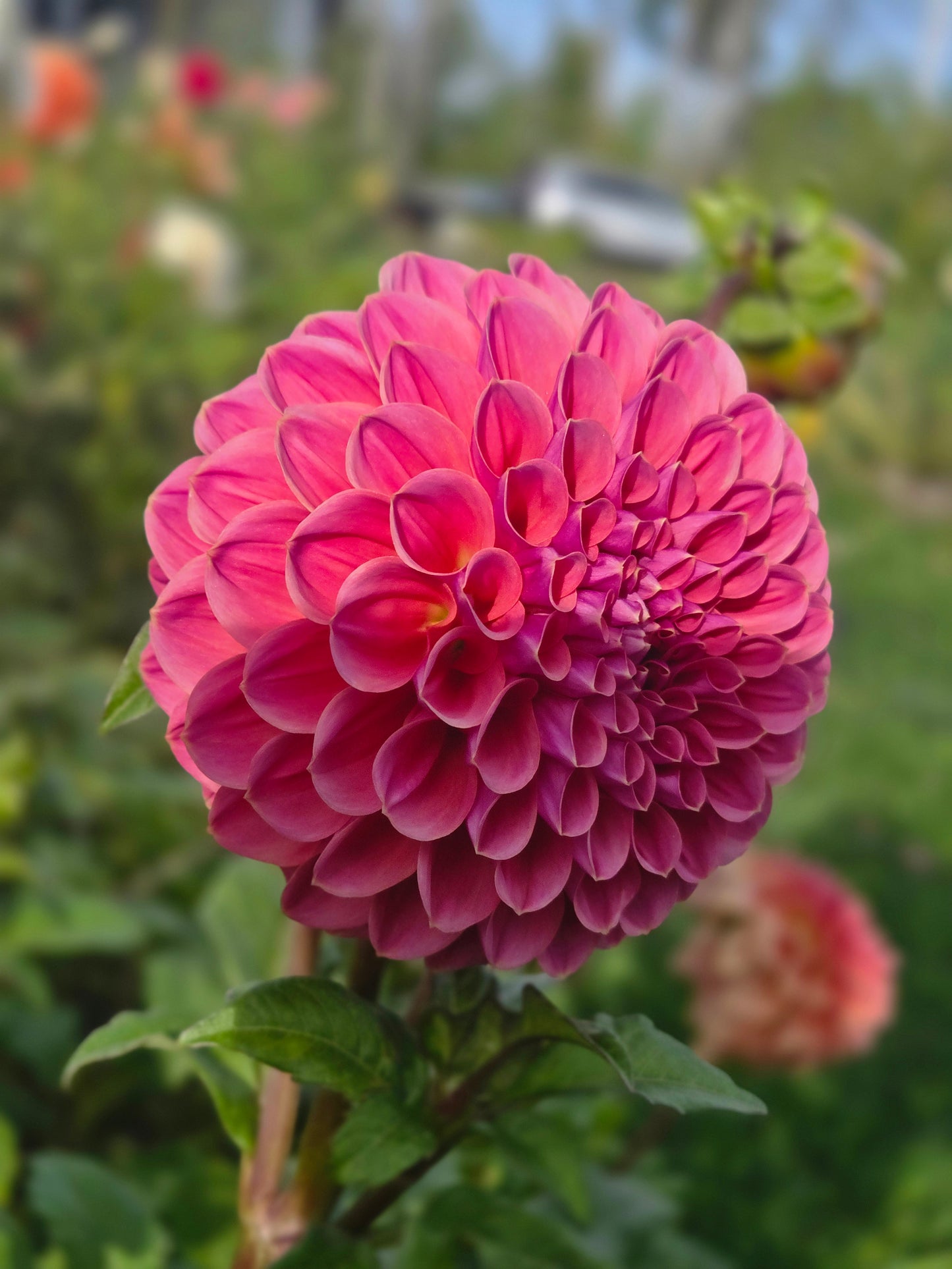 GC Pink Lemonade - wrinkled