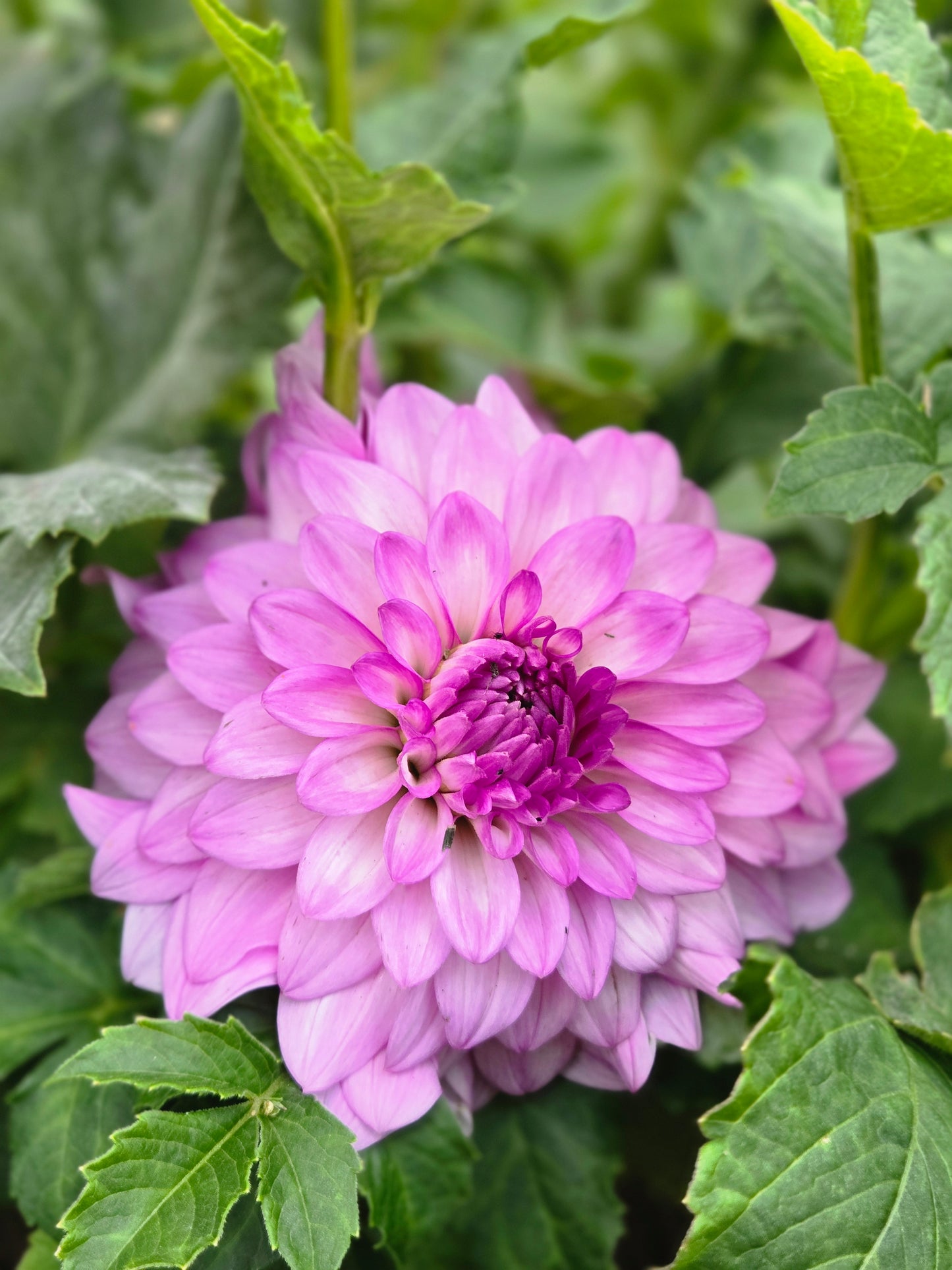 MD's Susie