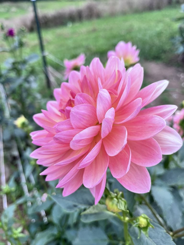 Chimacum Cathleen