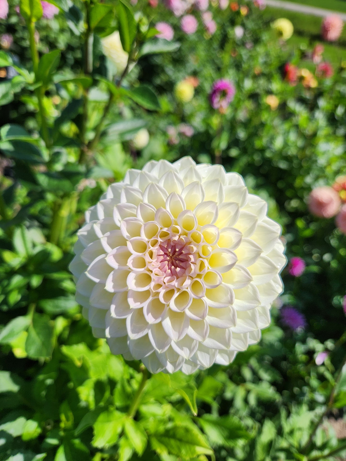 Cream Diane