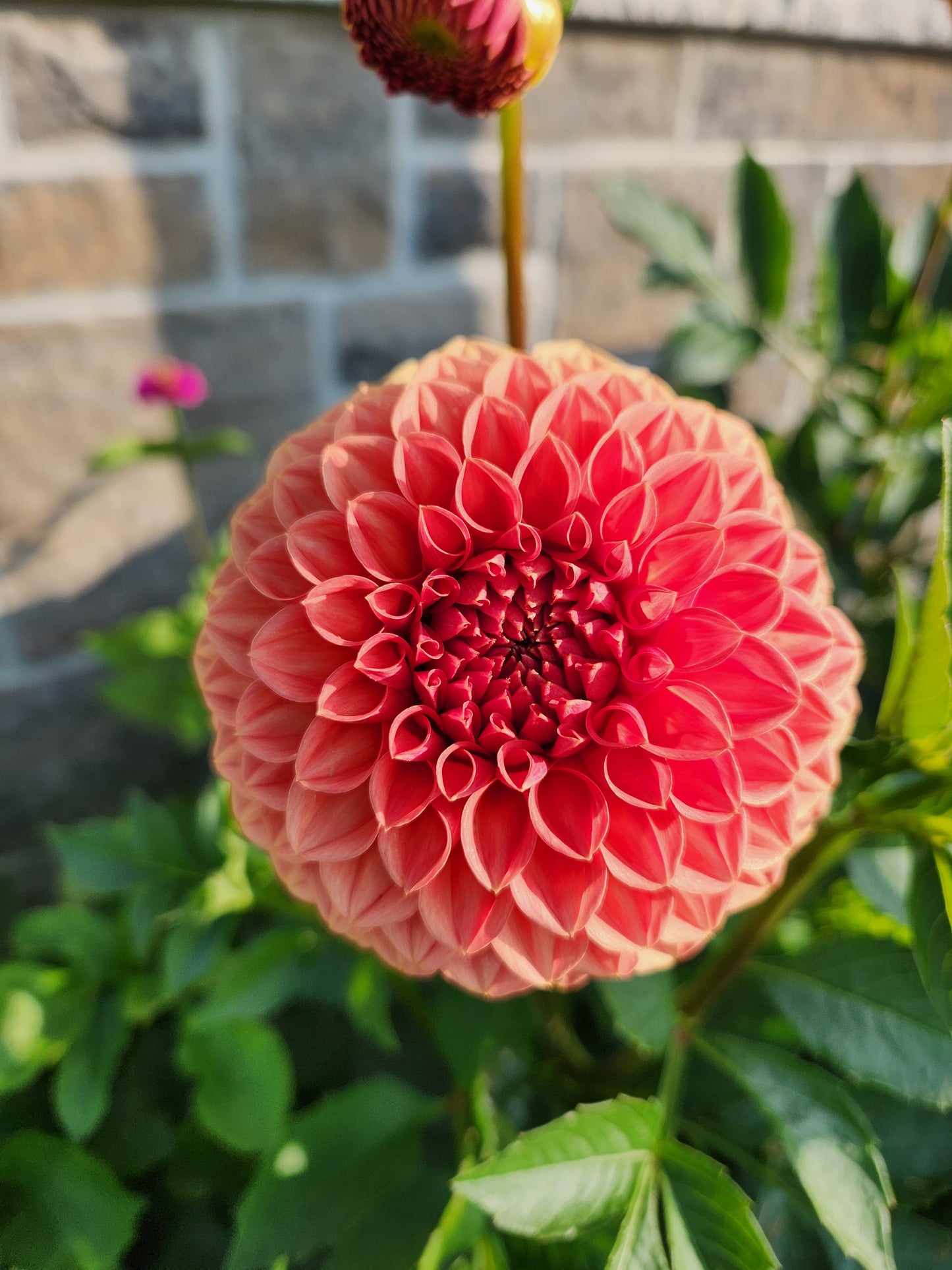 Ferncliff Apricot - (discounted)