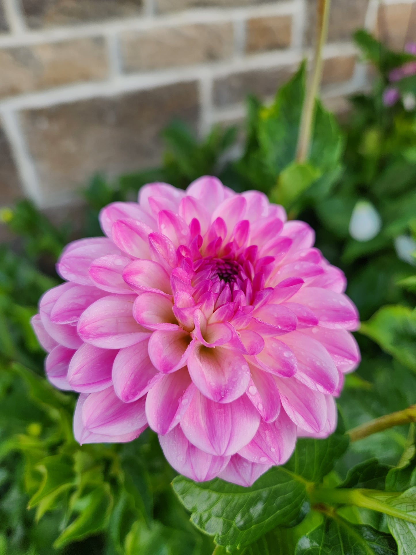 Ferncliff Purity