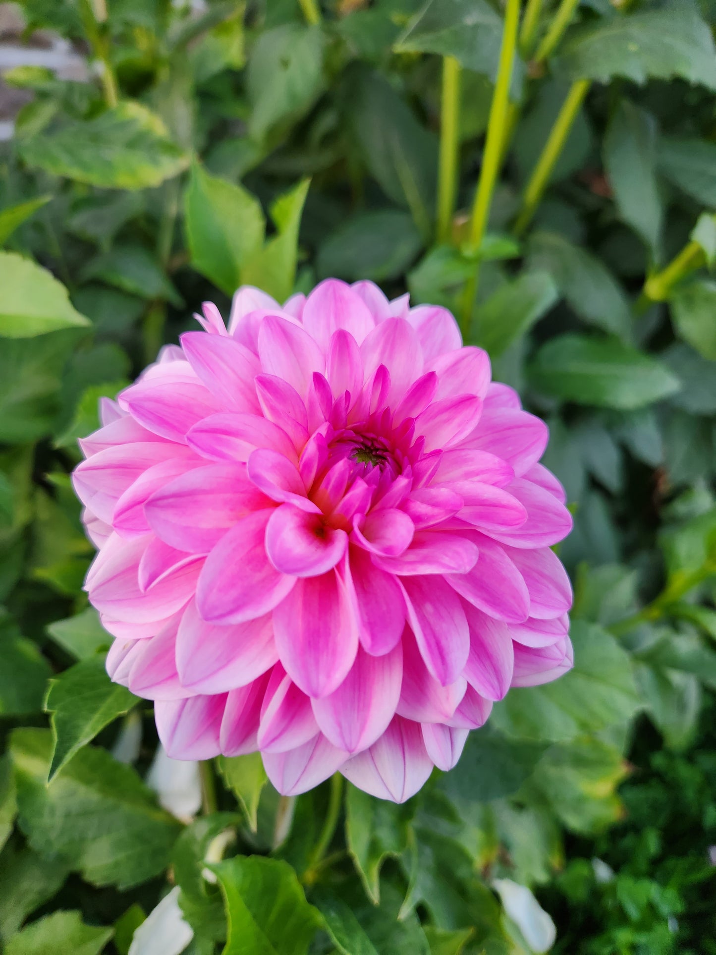 Ferncliff Purity
