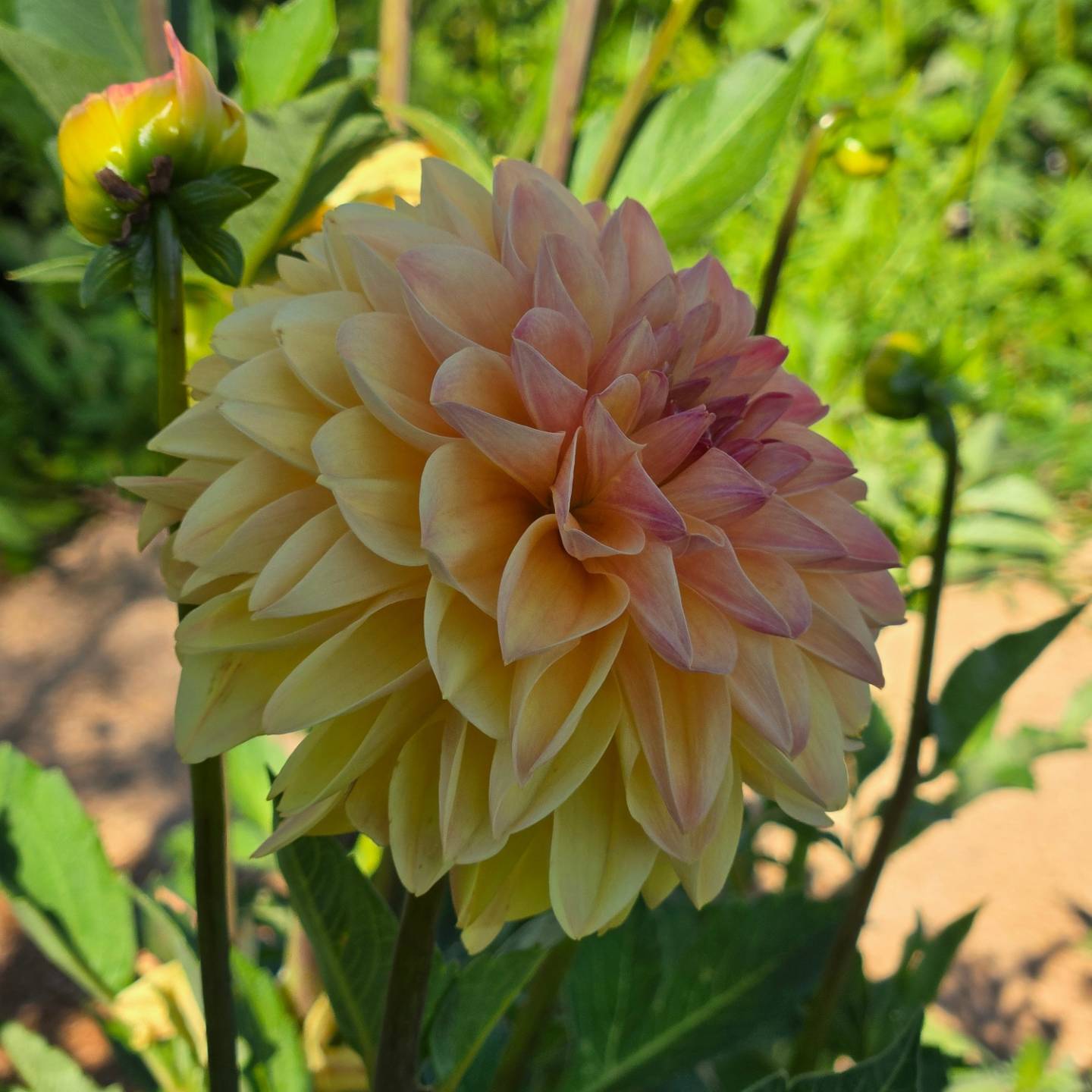 Skeena Sugar Pie