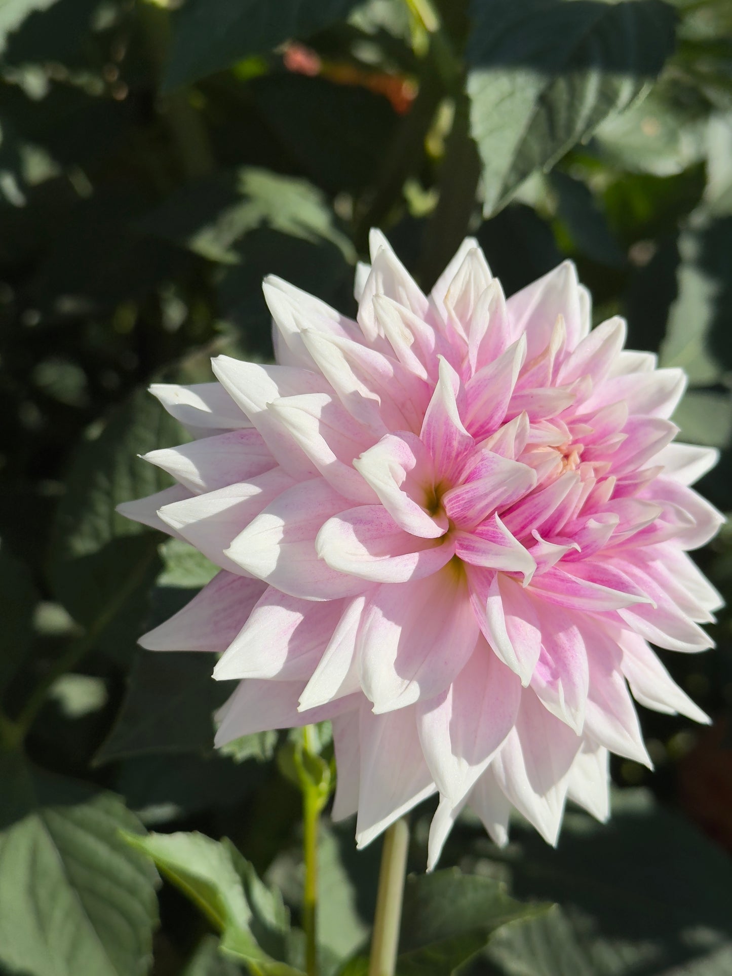 BJ's Dusty Rose