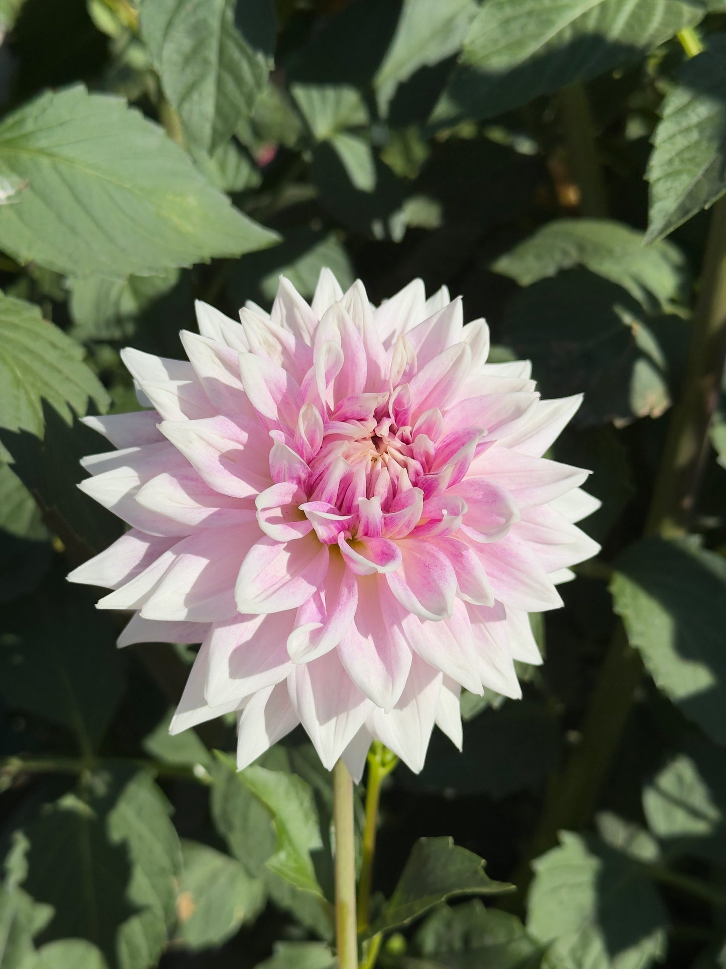 BJ's Dusty Rose