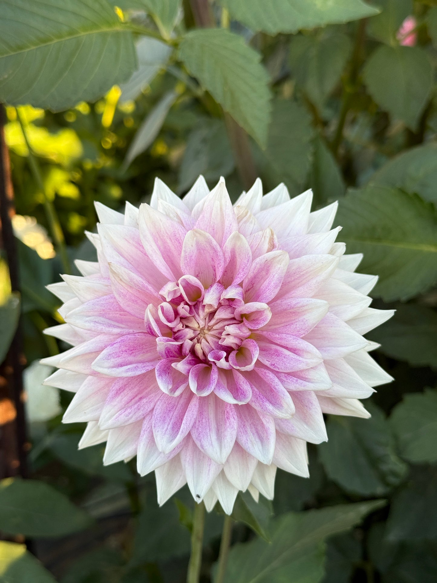 BJ's Dusty Rose