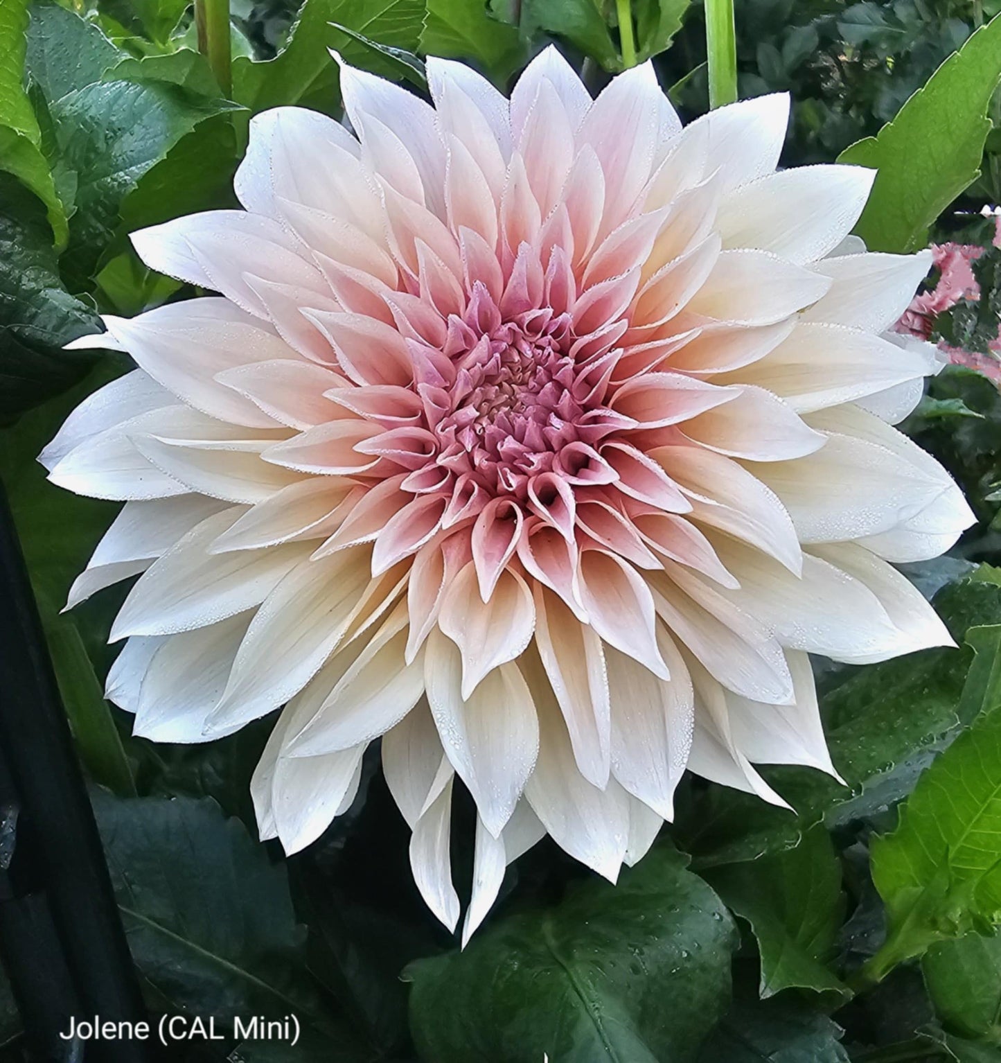 Jolene (Mini Cafe au Lait)