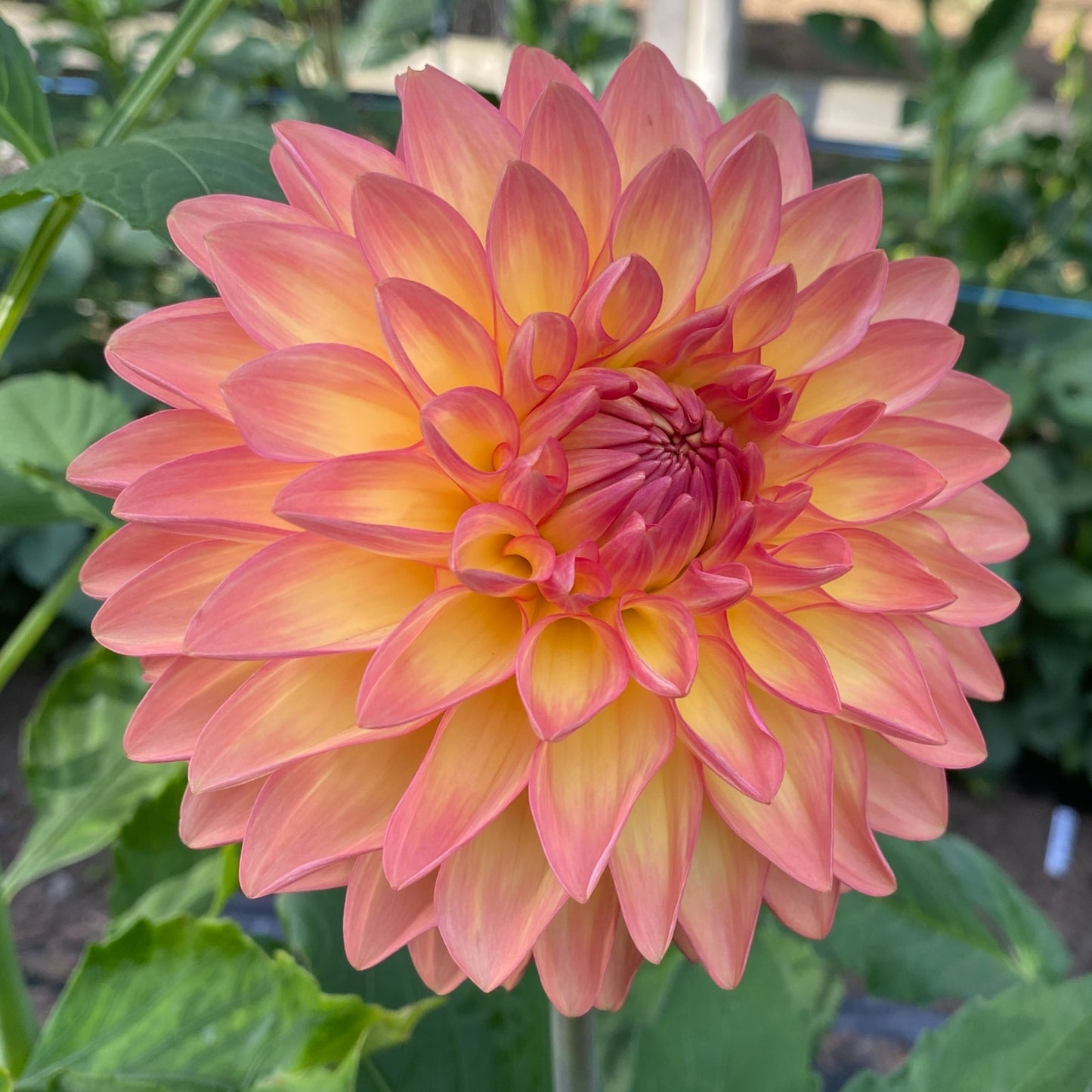 Van Isle Glow