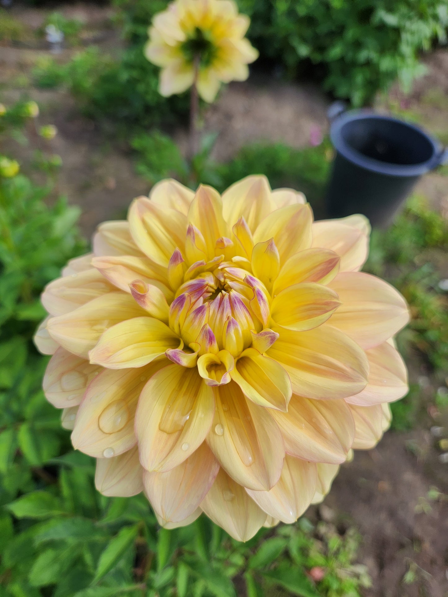 Wyn's NEW Pastel