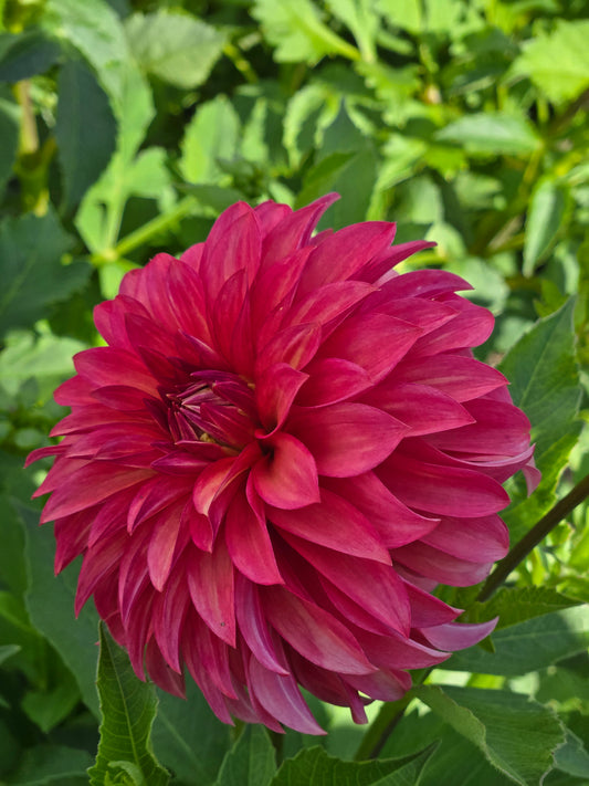 Clearview Cinnabar