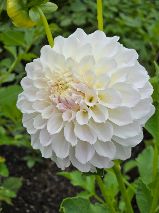 Irish Ruffles